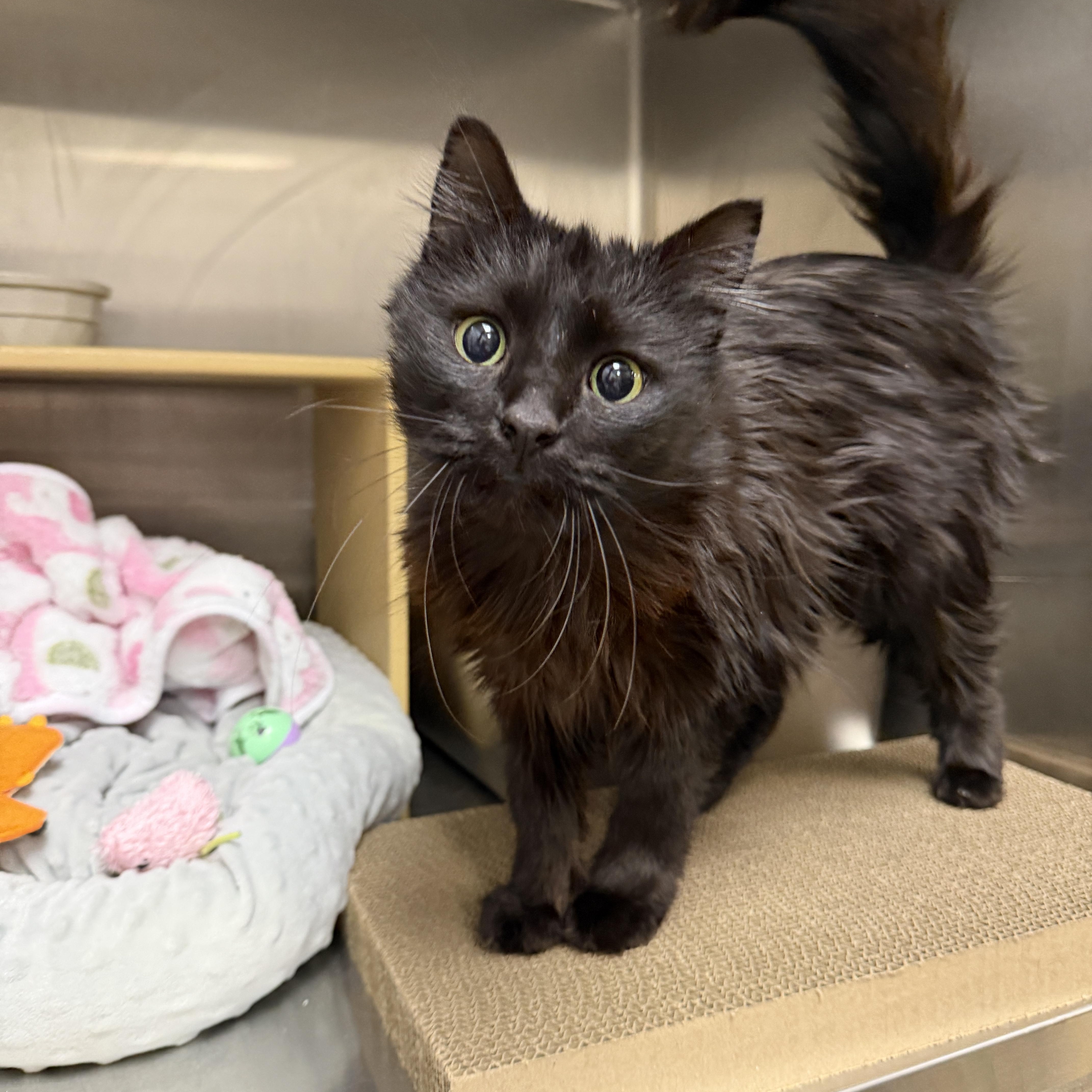 Enlarge Mae, an adopted Domestic Long Hair in Chandler, AZ image 2/3
