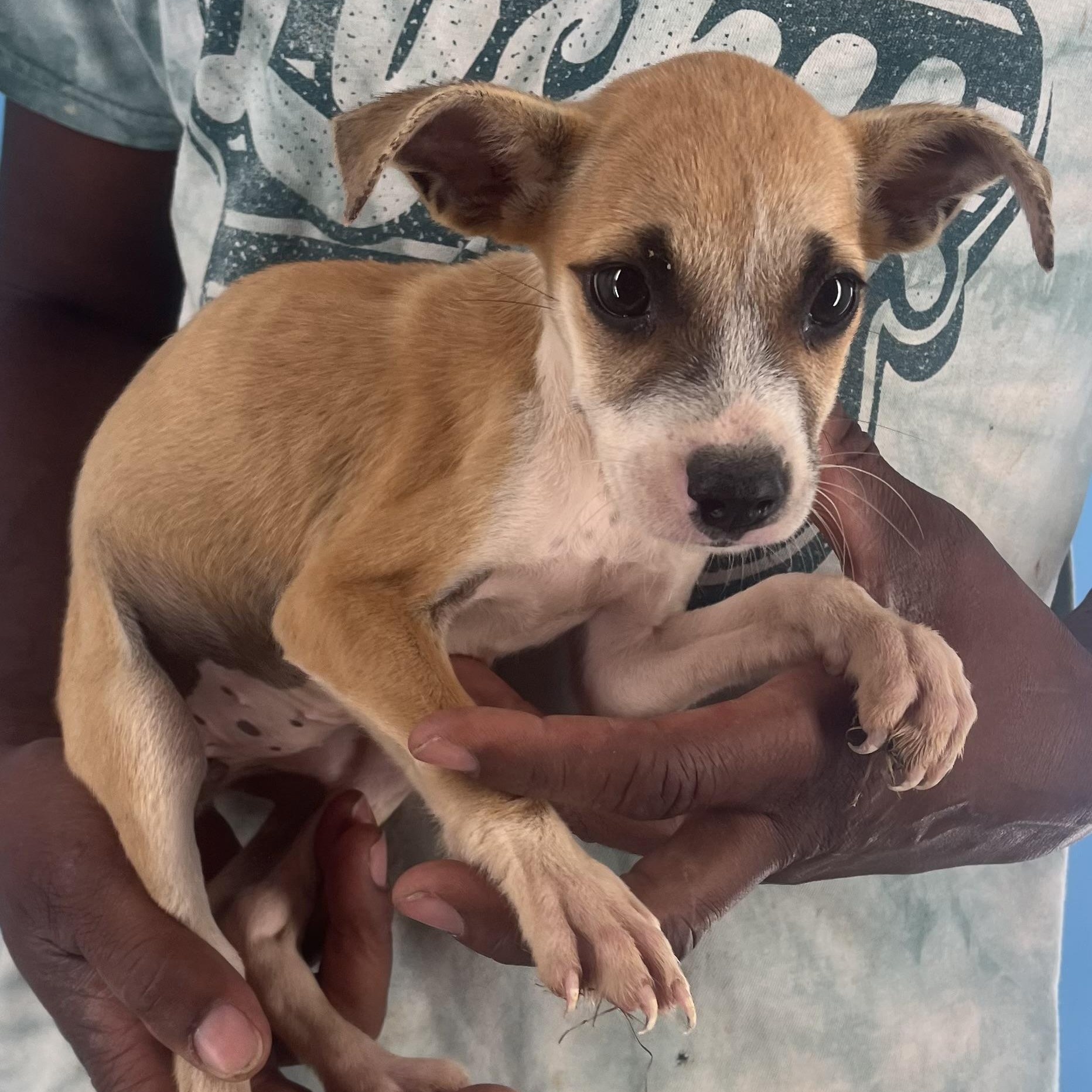 Sassy - Local Sept 26-28