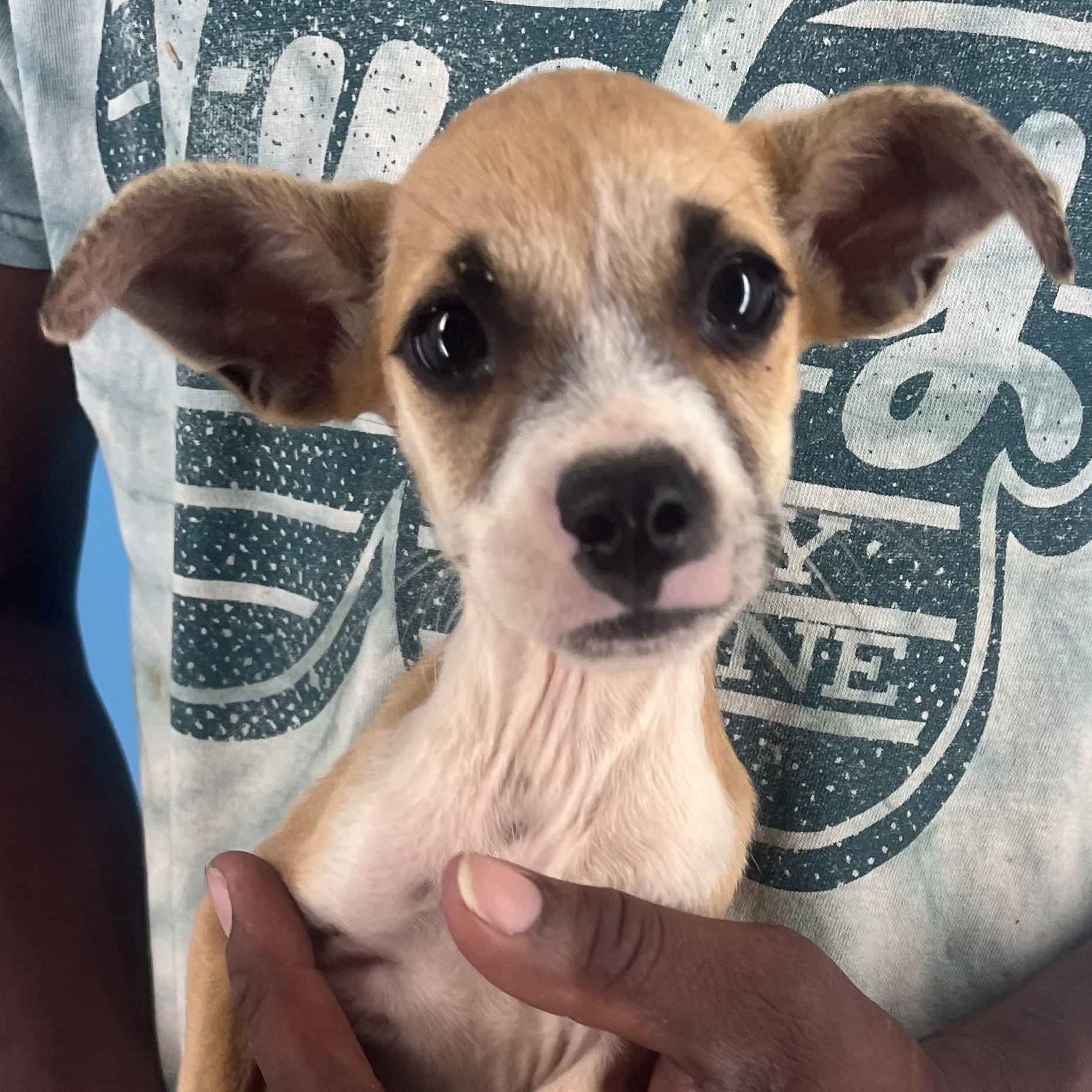 Sassy - Local Sept 26-28