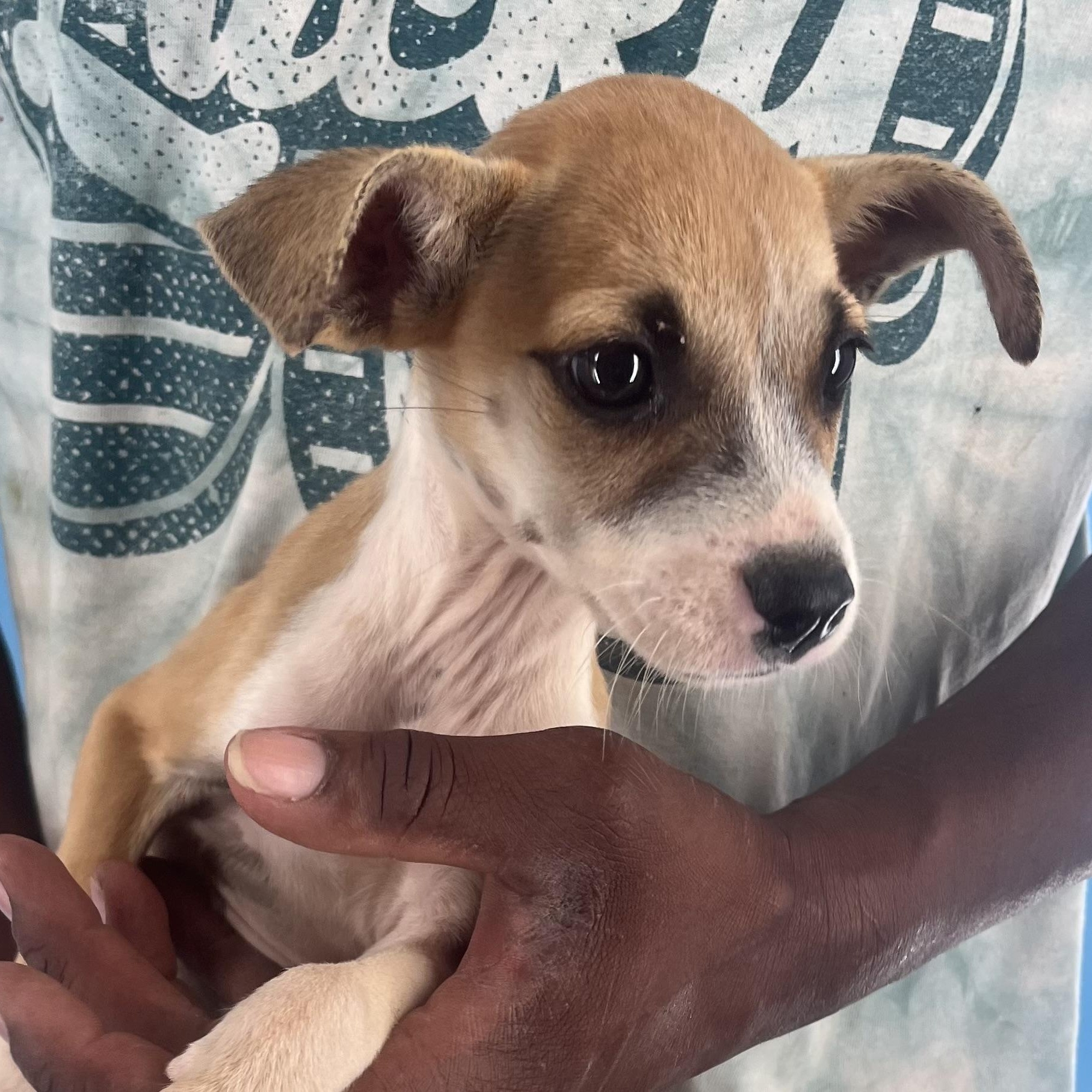 Sassy - Local Sept 26-28