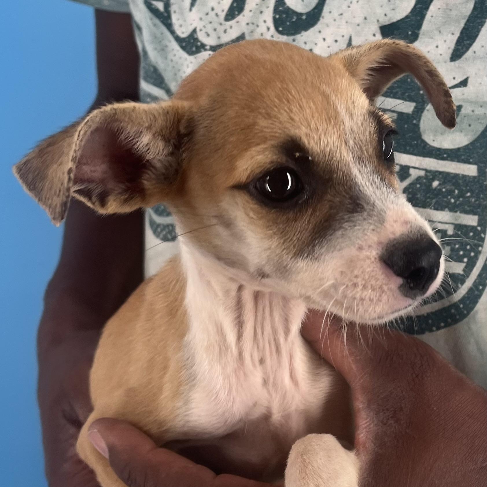 Sassy - Local Sept 26-28