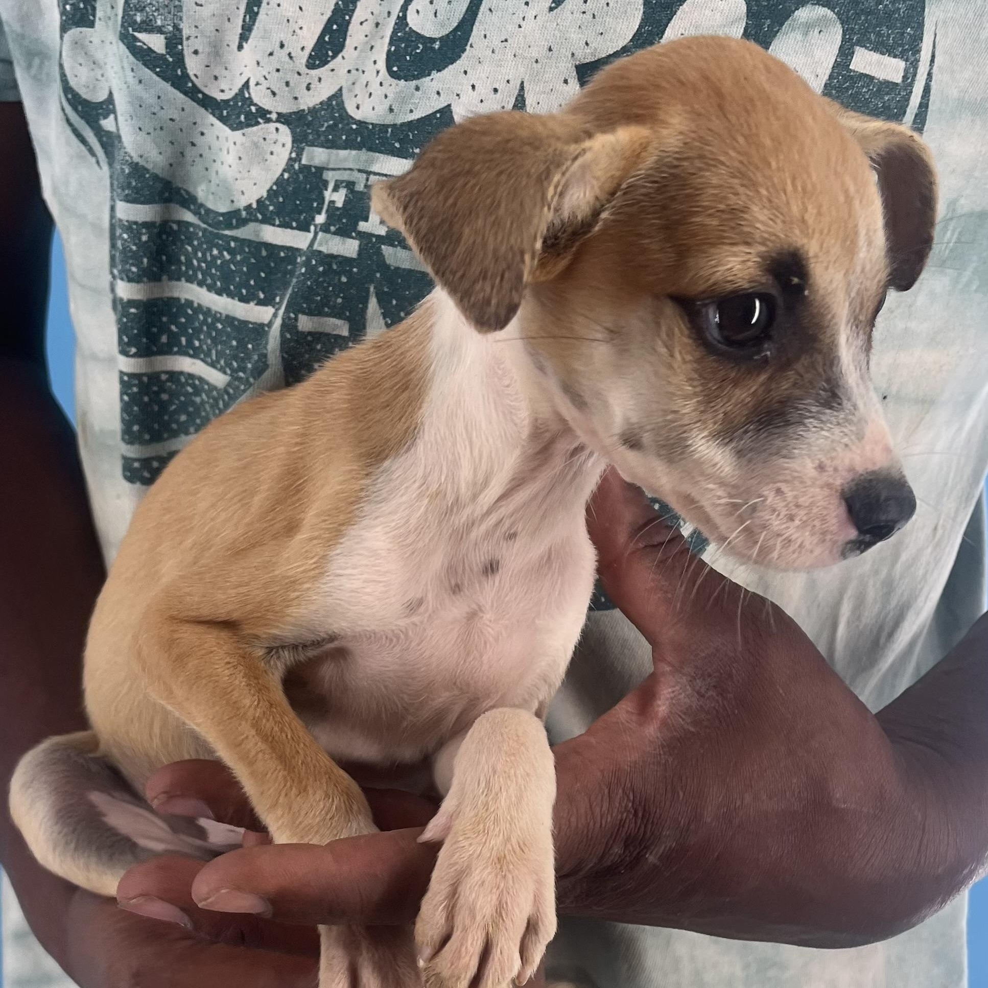 Sassy - Local Sept 26-28