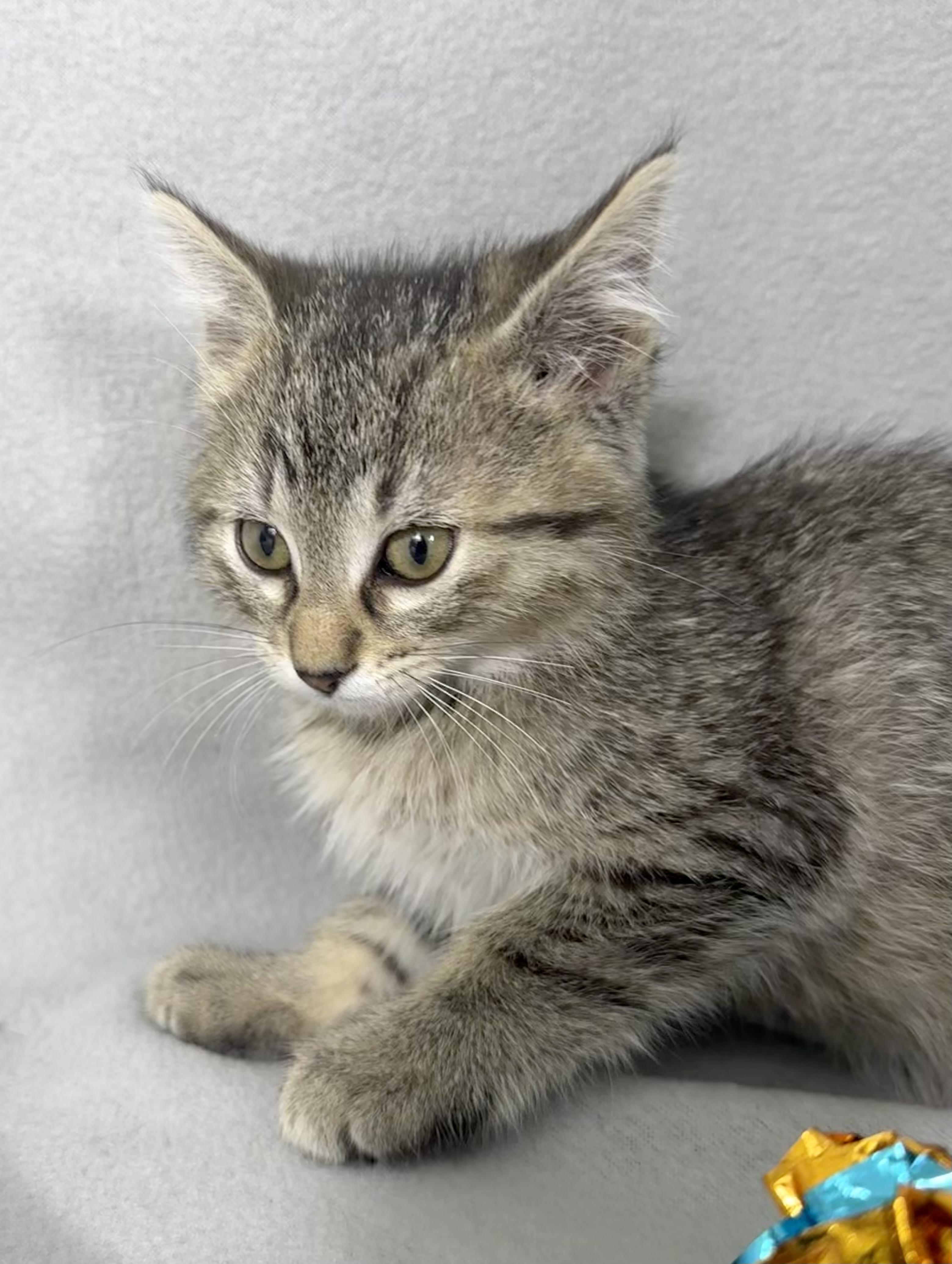 Enlarge Esme, a Adoptable Domestic Short Hair in Minneapolis, MN image 3/4