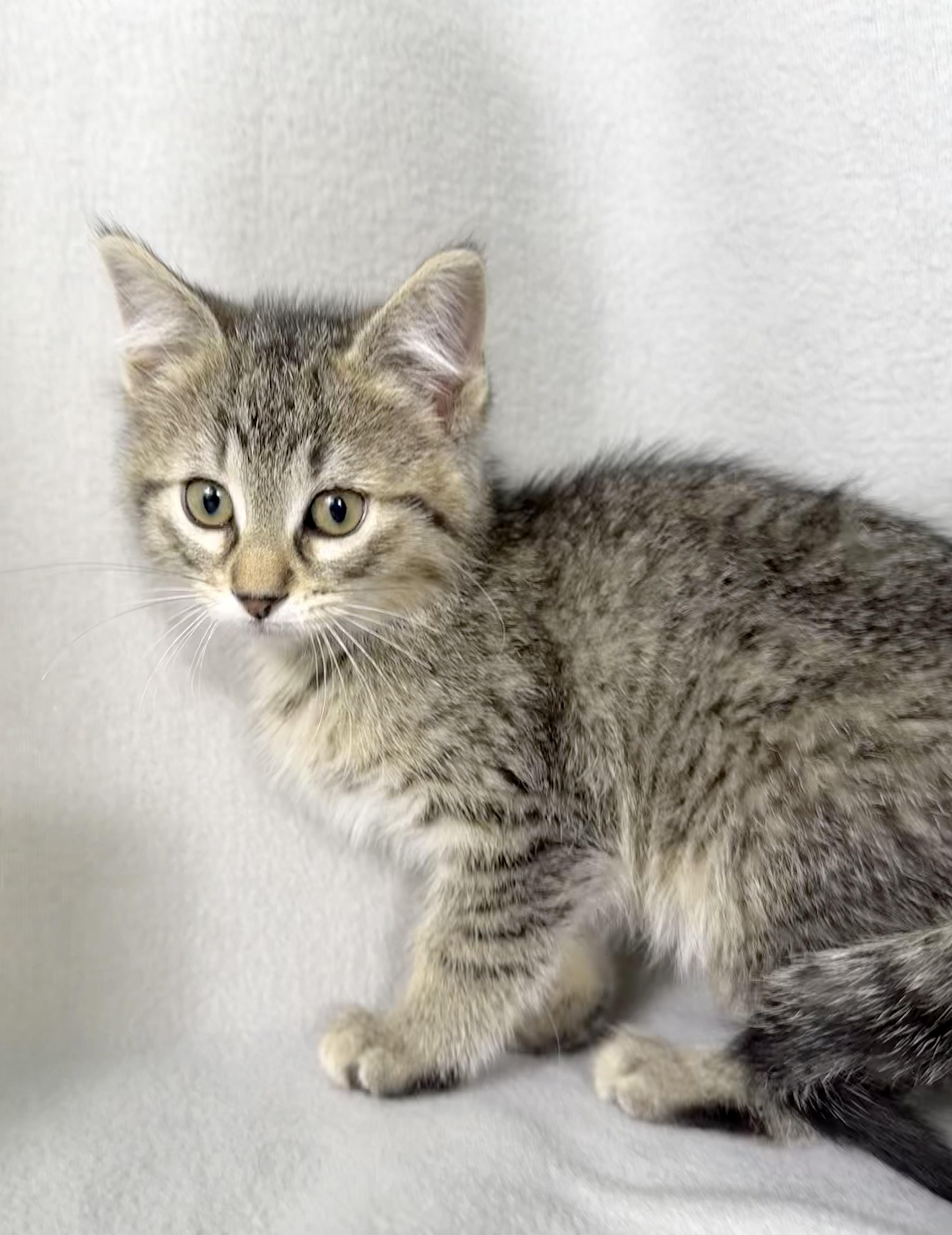 Esme, Adoptable, Kitten Female Domestic Short Hair.