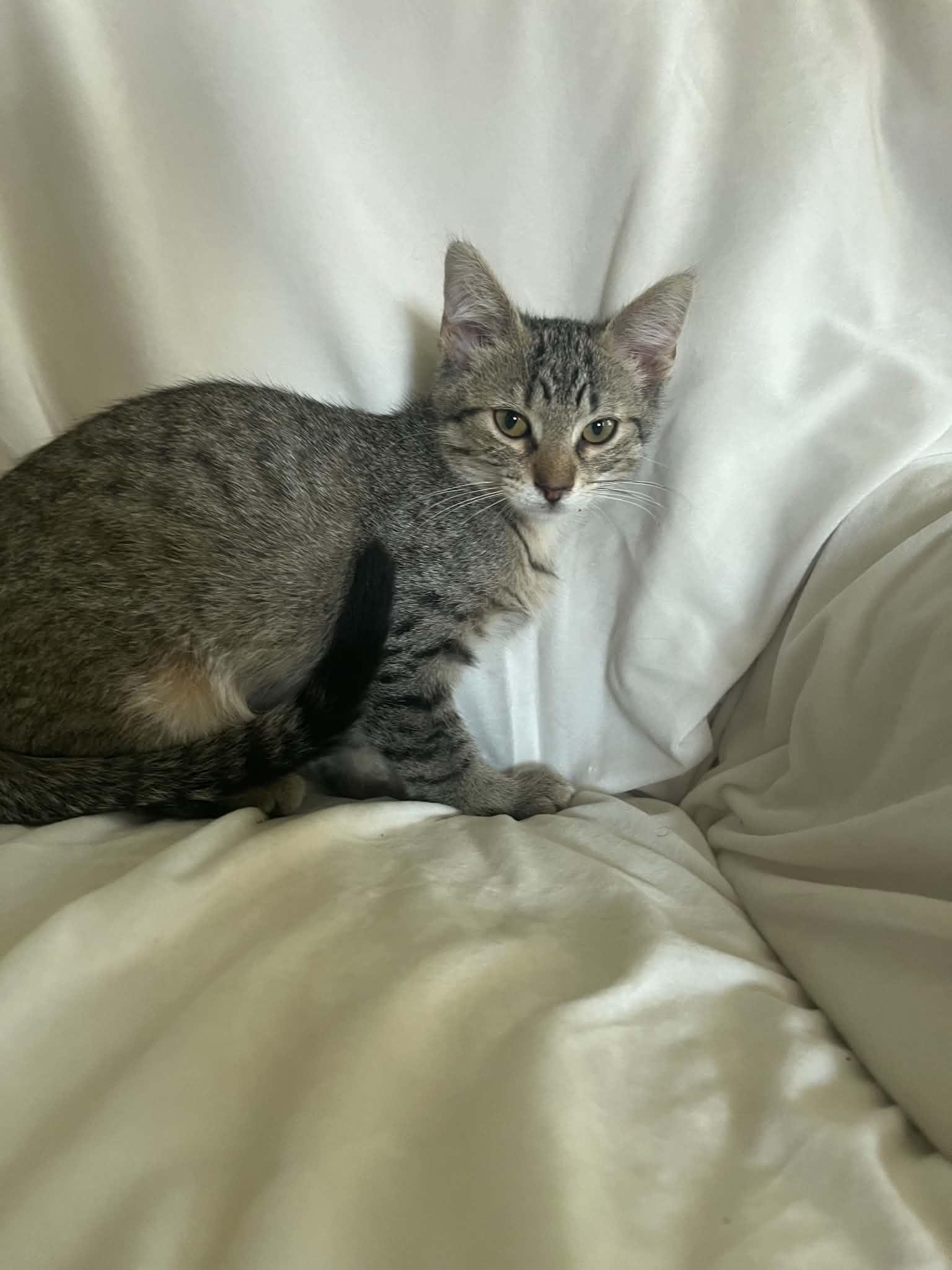 Enlarge Esme, a Adoptable Domestic Short Hair in Minneapolis, MN image 6/6