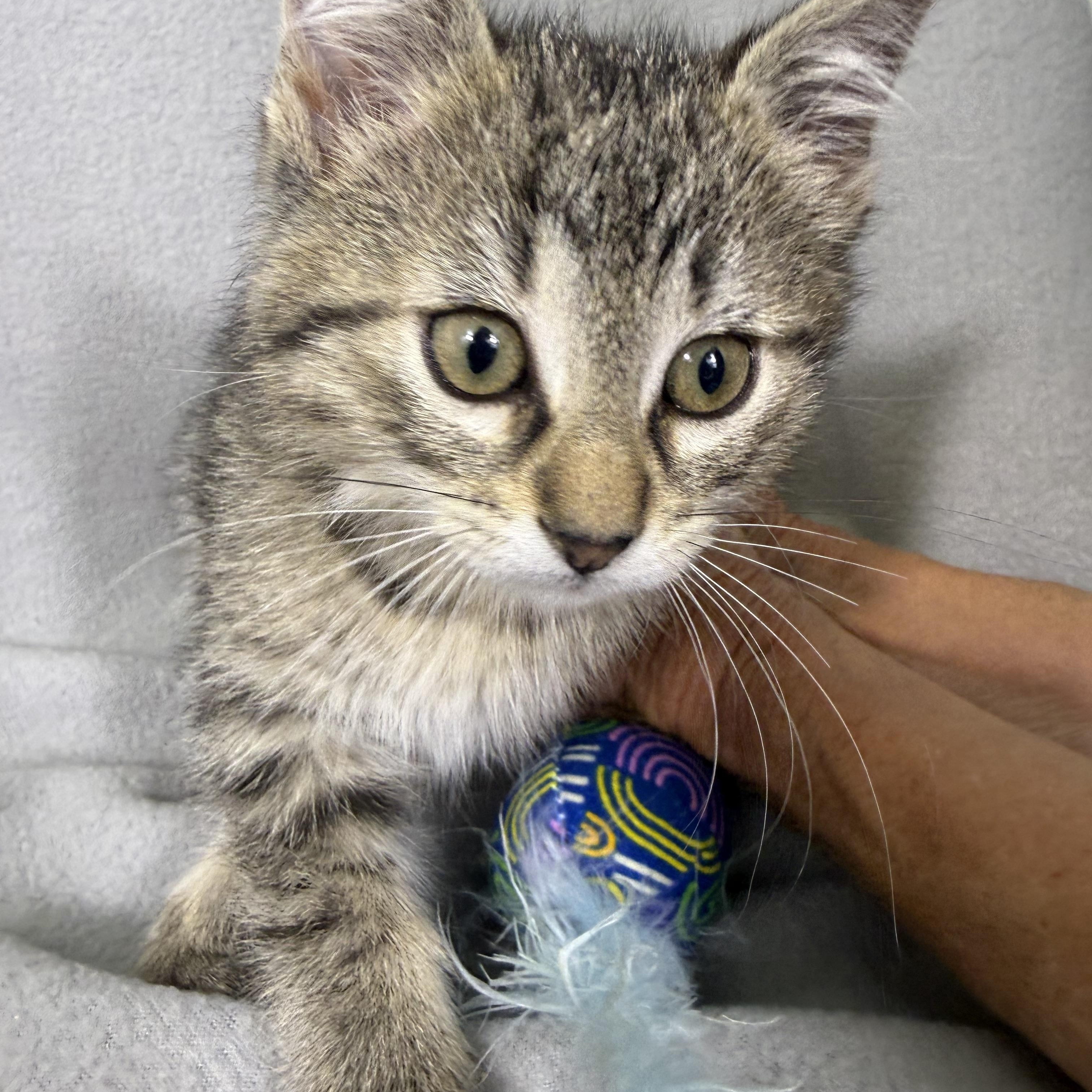 Enlarge Esme, a Adoptable Domestic Short Hair in Minneapolis, MN image 4/4