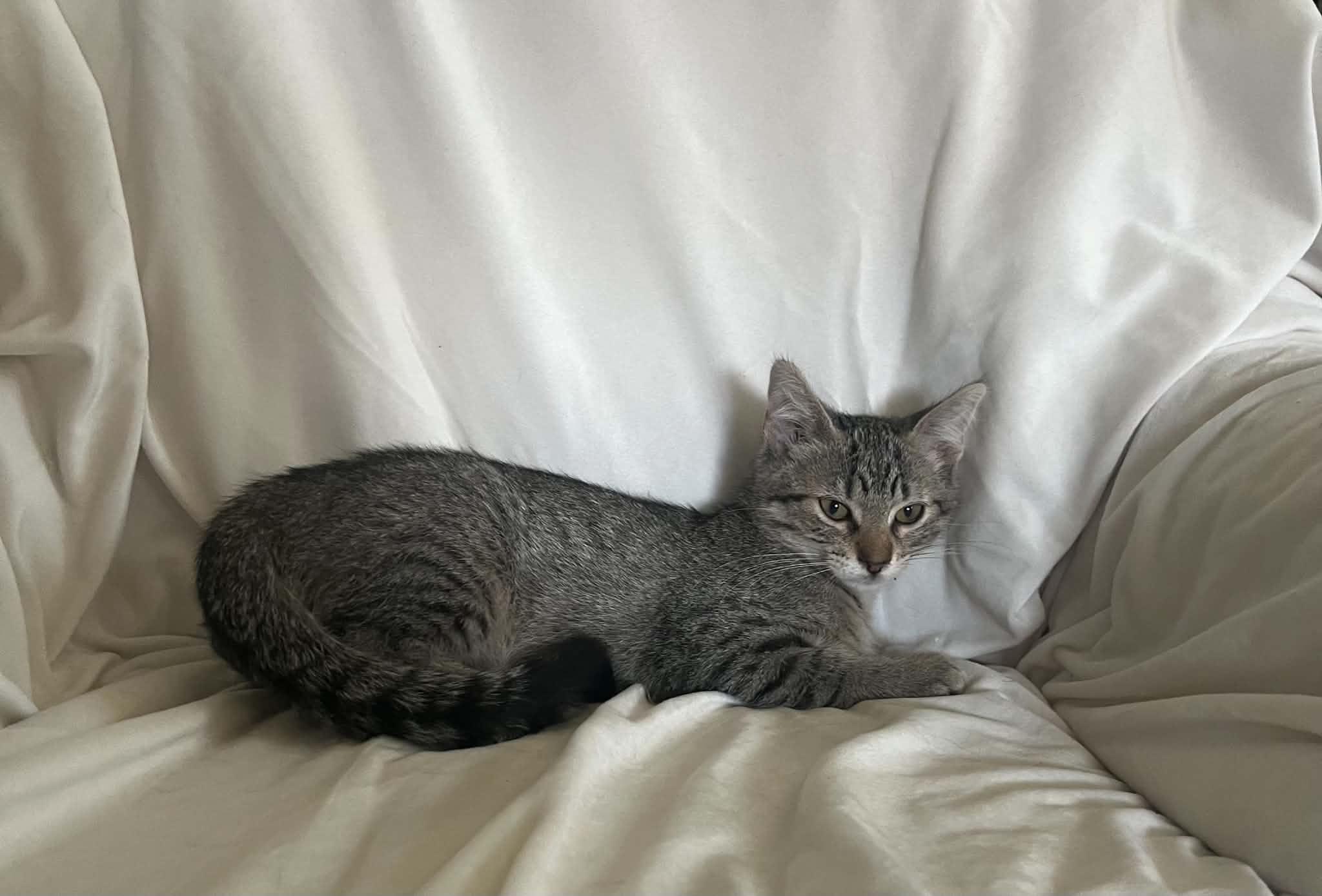 Enlarge Esme, a Adoptable Domestic Short Hair in Minneapolis, MN image 5/6