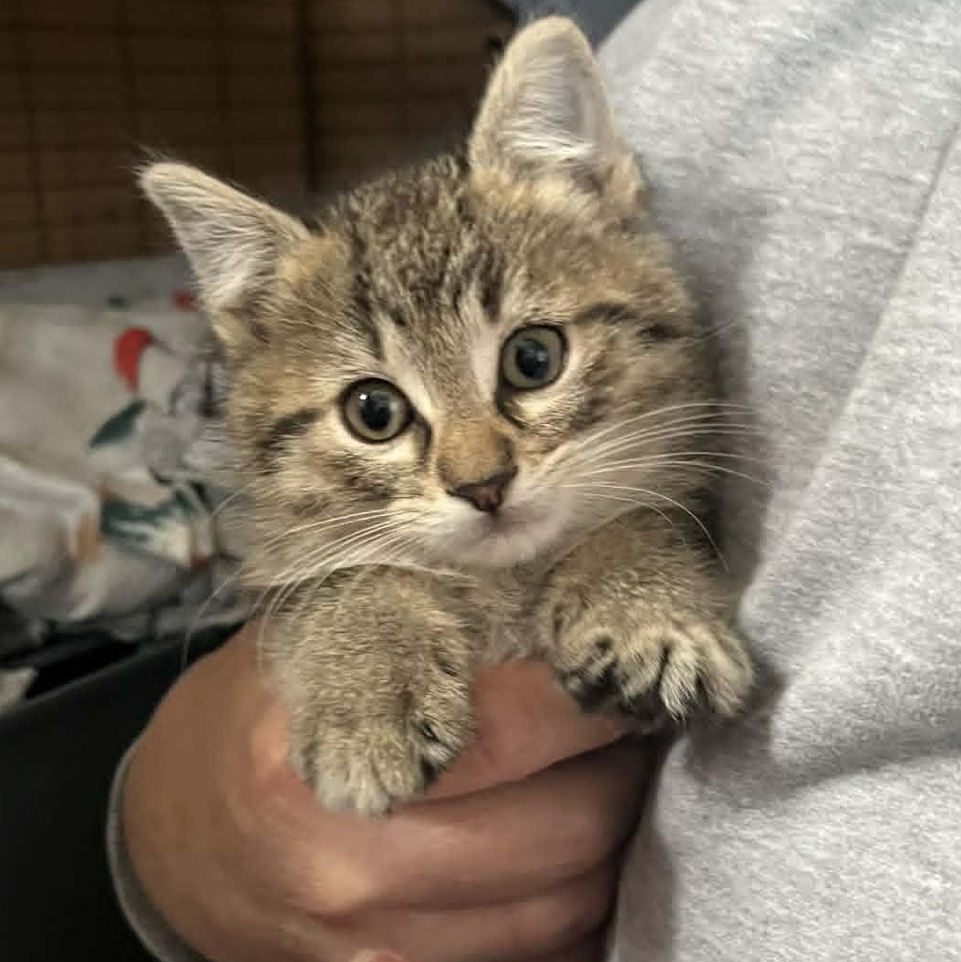 Enlarge Esme, a Adoptable Domestic Short Hair in Minneapolis, MN image 2/4