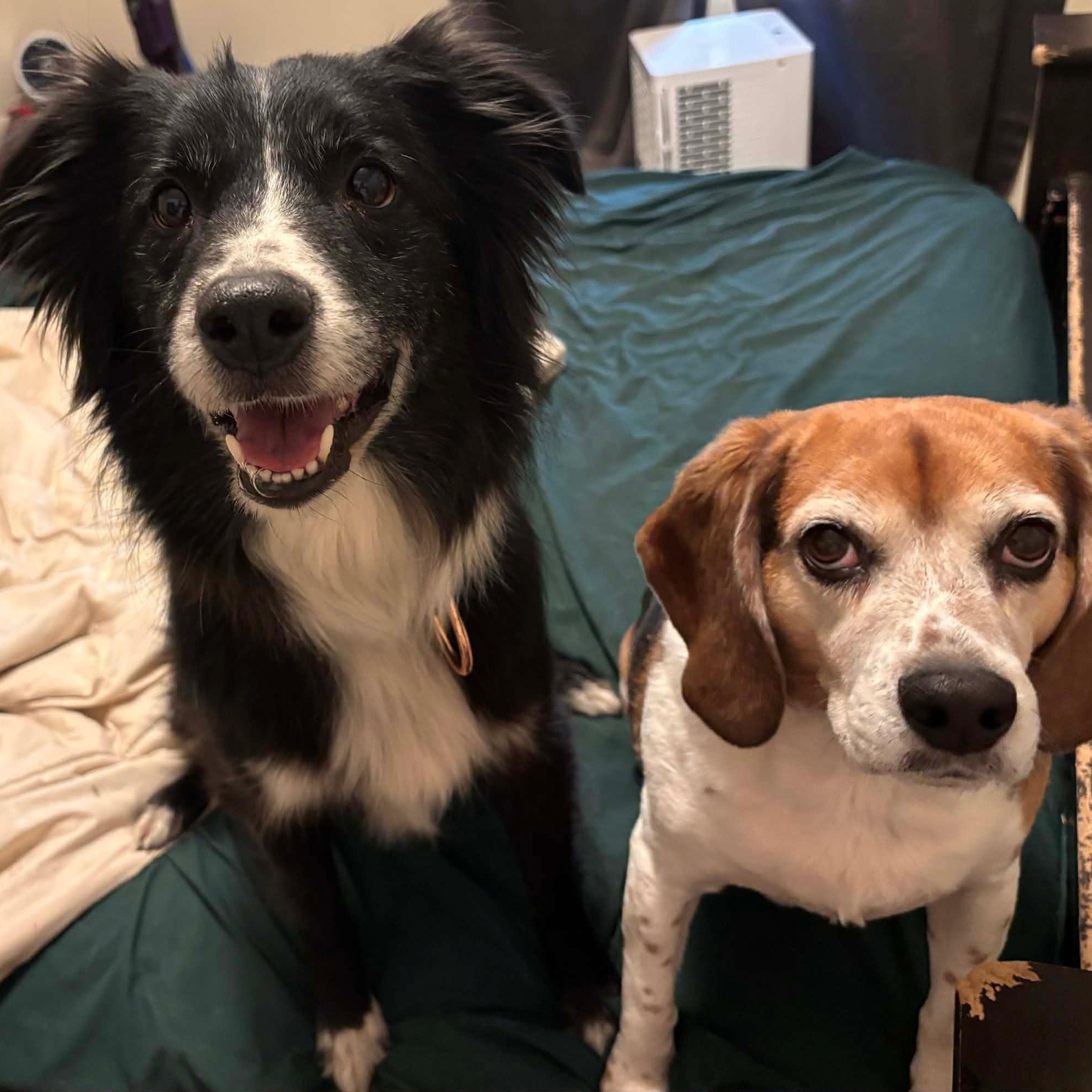 Enlarge Juno, a ADOPTABLE mixed breed in Olathe, KS image 3/6