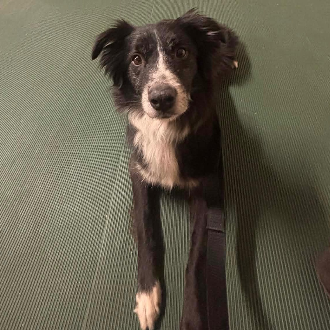 Enlarge Juno, a ADOPTABLE mixed breed in Olathe, KS image 6/6