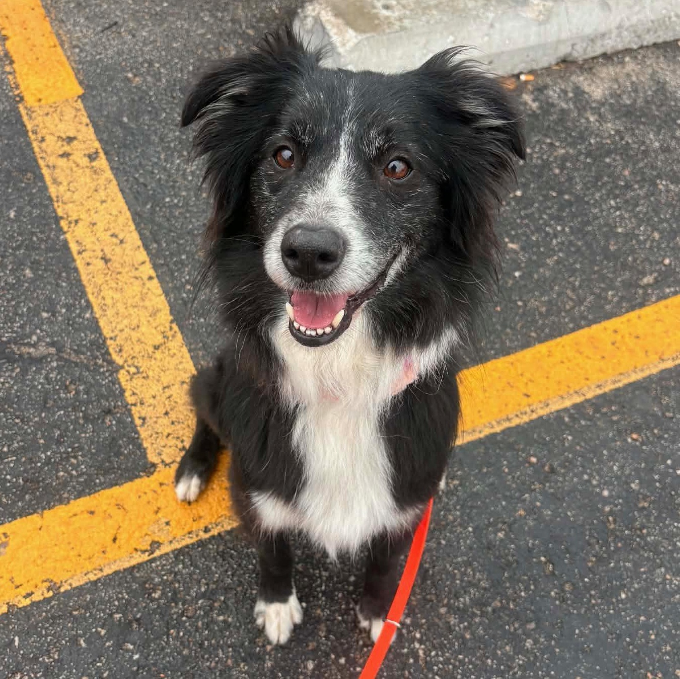 Juno, ADOPTABLE, Adult Female Border Collie & Australian Shepherd.