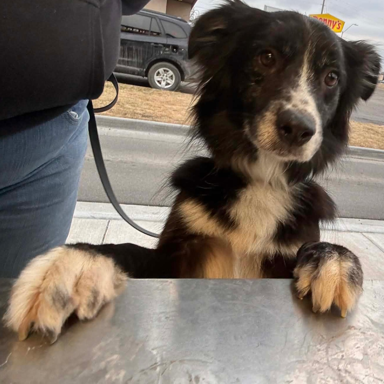 Enlarge Juno, a ADOPTABLE mixed breed in Olathe, KS image 2/6