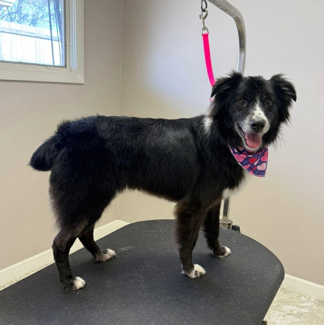 Enlarge Juno, a ADOPTABLE mixed breed in Olathe, KS image 4/6