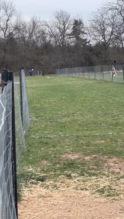 Enlarge Juno, a ADOPTABLE mixed breed in Olathe, KS video 5/6