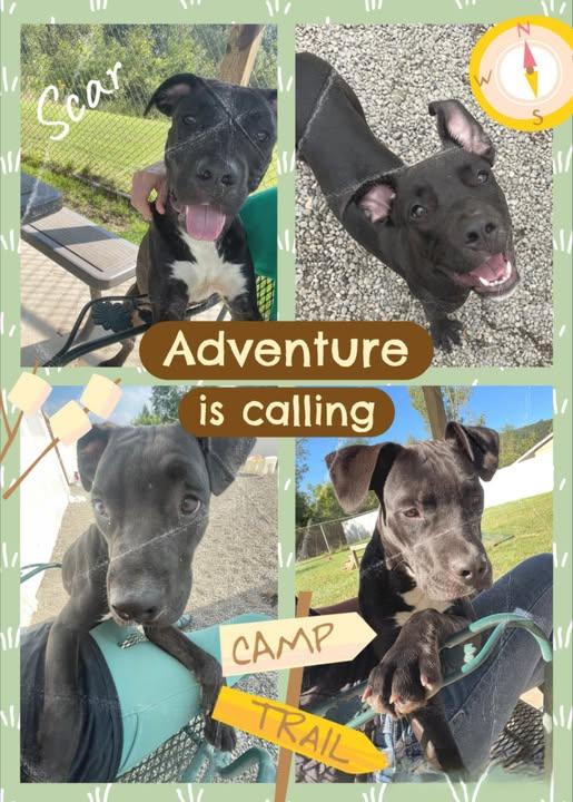 Scar, Adoptable, Young Male Mixed Breed.