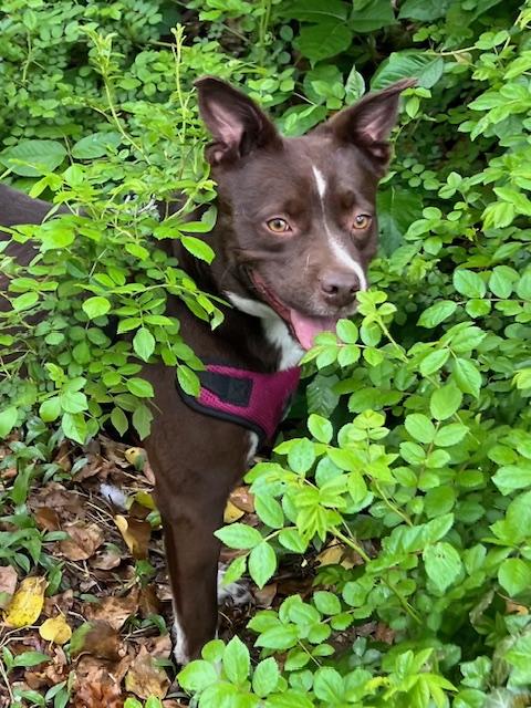 Gemma, ADOPTABLE, Adult Female Boston Terrier & Labrador Retriever.