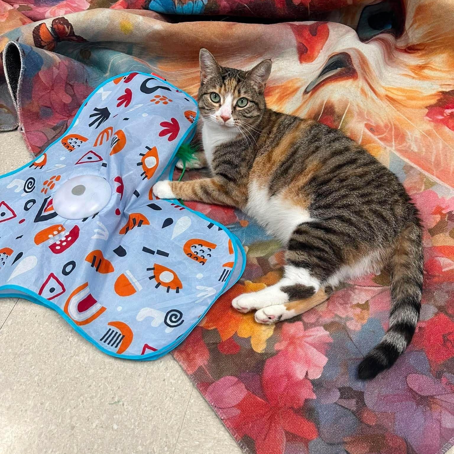 Mina, a ADOPTABLE Domestic Short Hair in Rochester, NY image 4/4