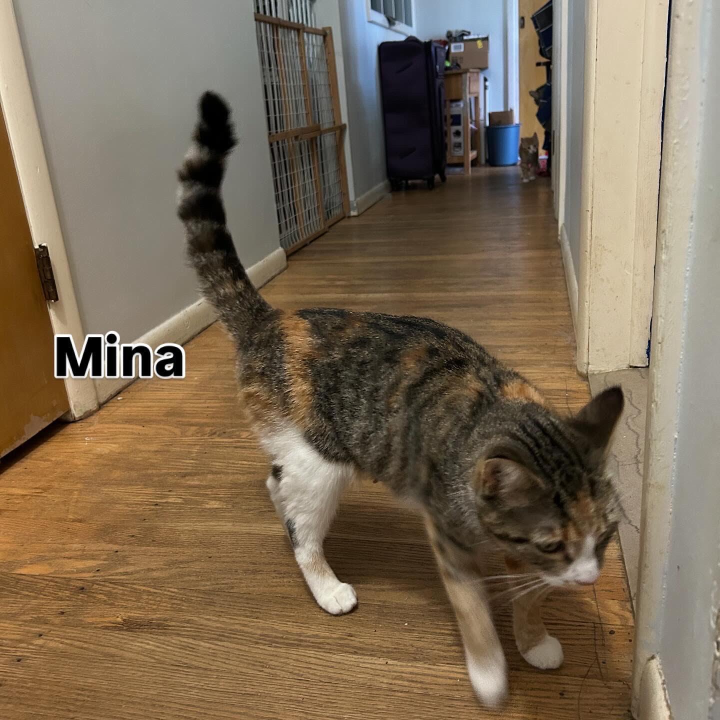 Mina, ADOPTABLE, Kitten Female Domestic Short Hair.