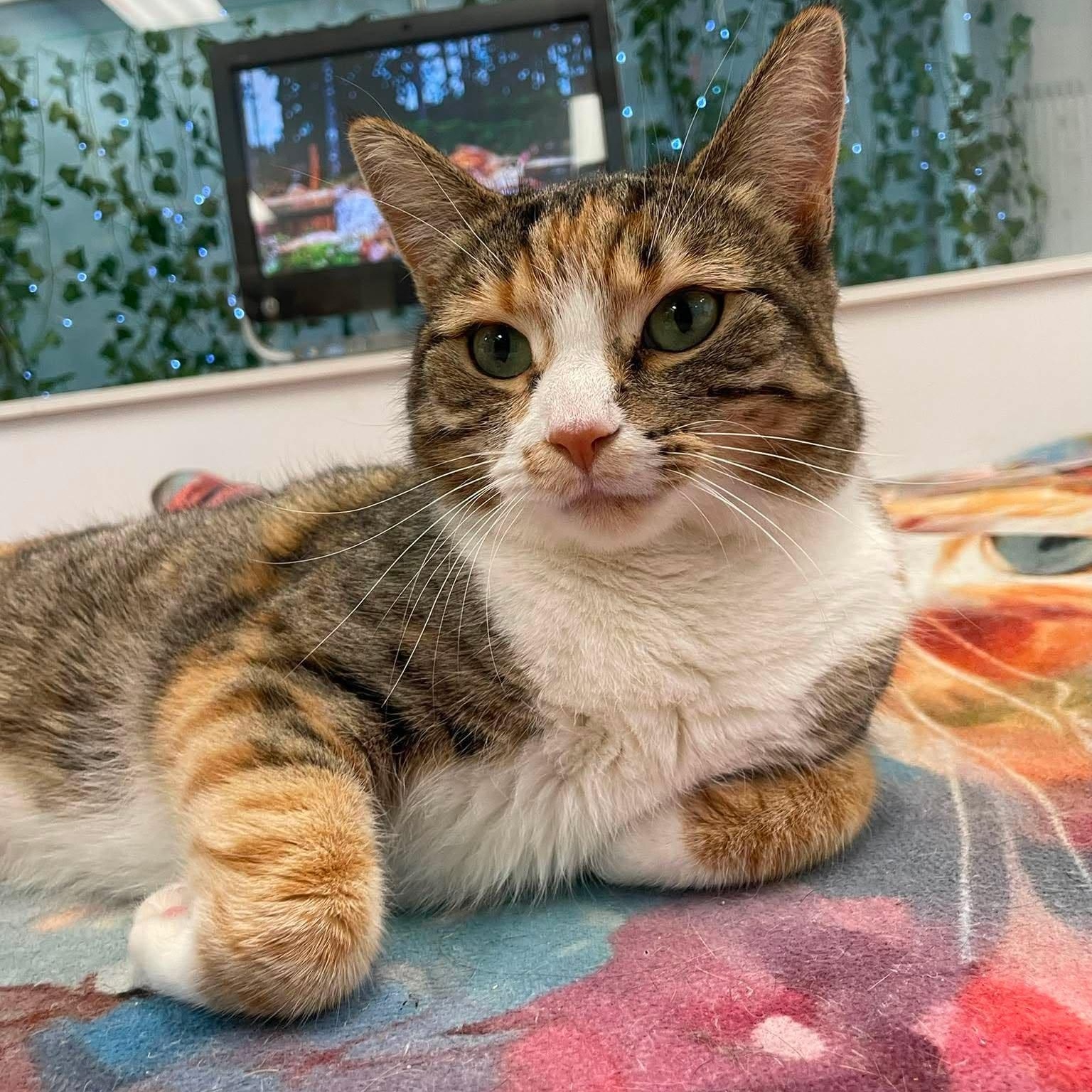 Mina, a ADOPTABLE Domestic Short Hair in Rochester, NY image 2/4