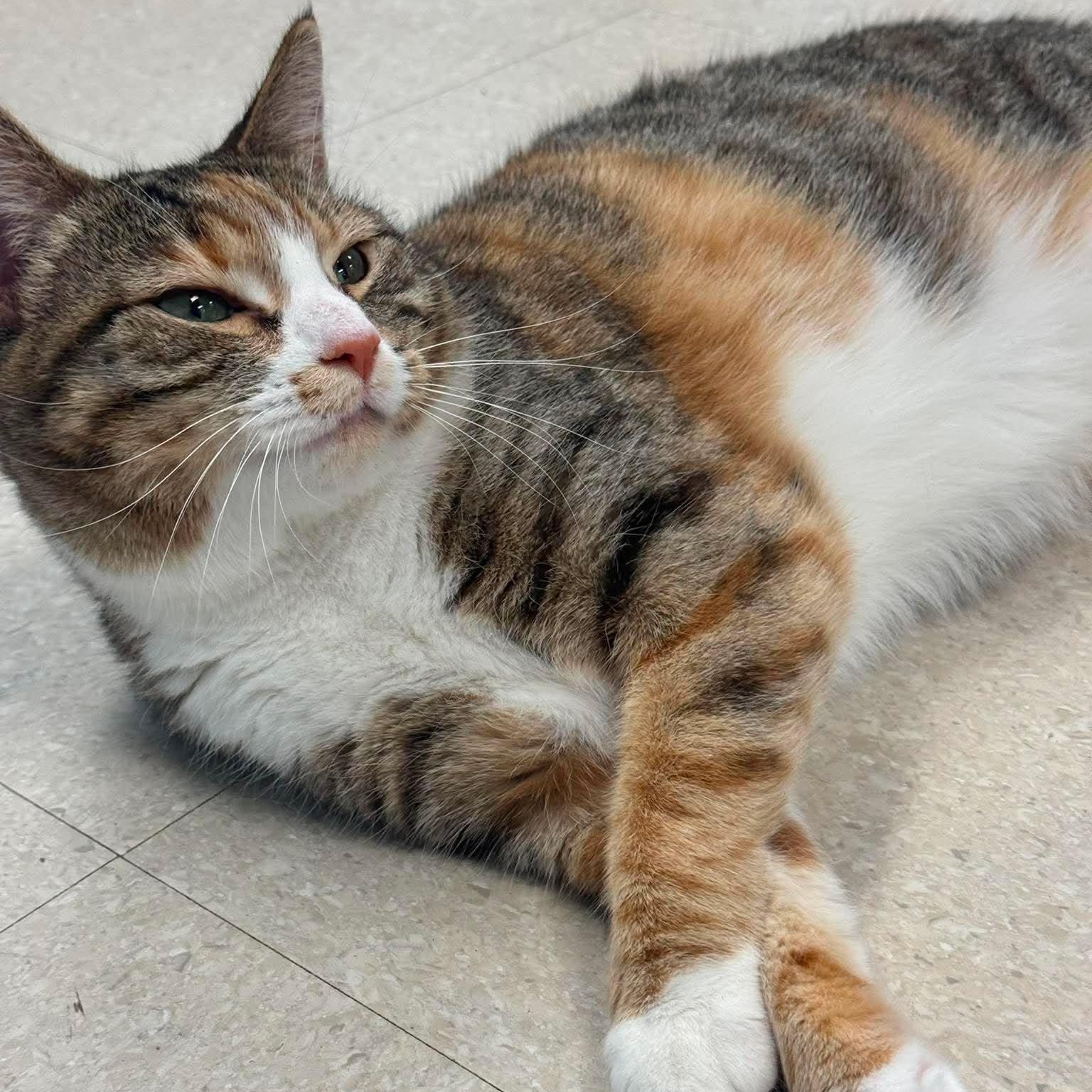 Mina, a ADOPTABLE Domestic Short Hair in Rochester, NY image 3/4