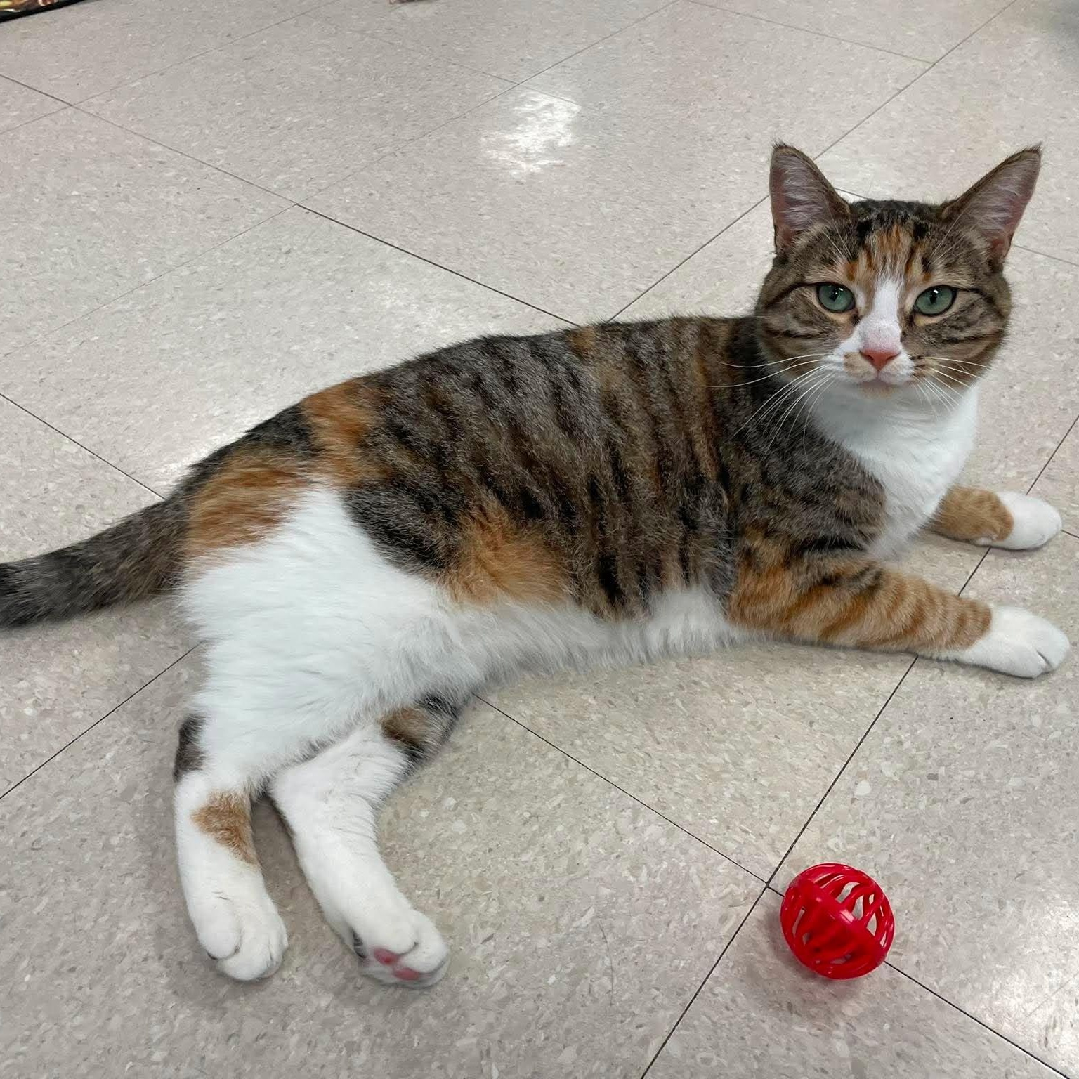Mina, ADOPTABLE, Young Female Domestic Short Hair.