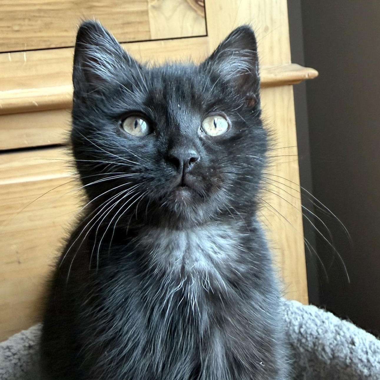Enlarge Brisket, an adopted Domestic Short Hair in Wadsworth, OH image 2/2