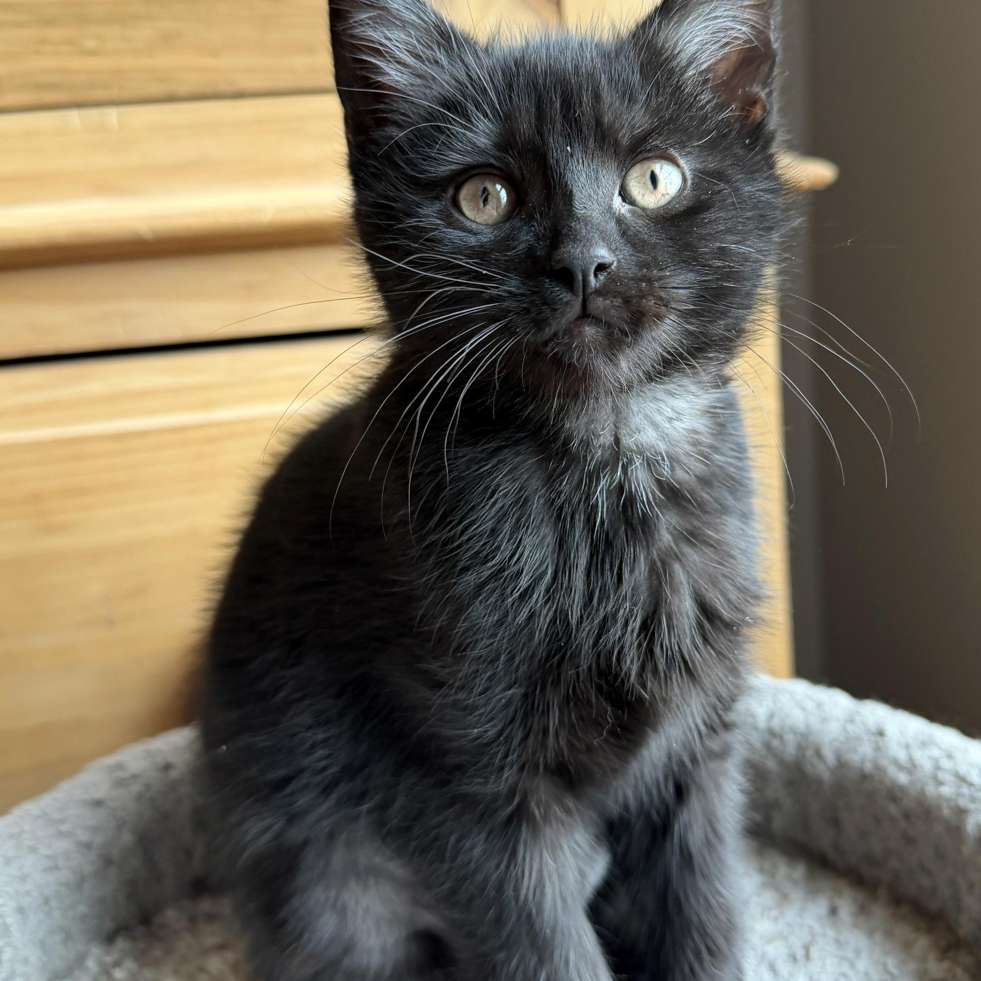 Brisket, adopted, Kitten Female Domestic Short Hair.