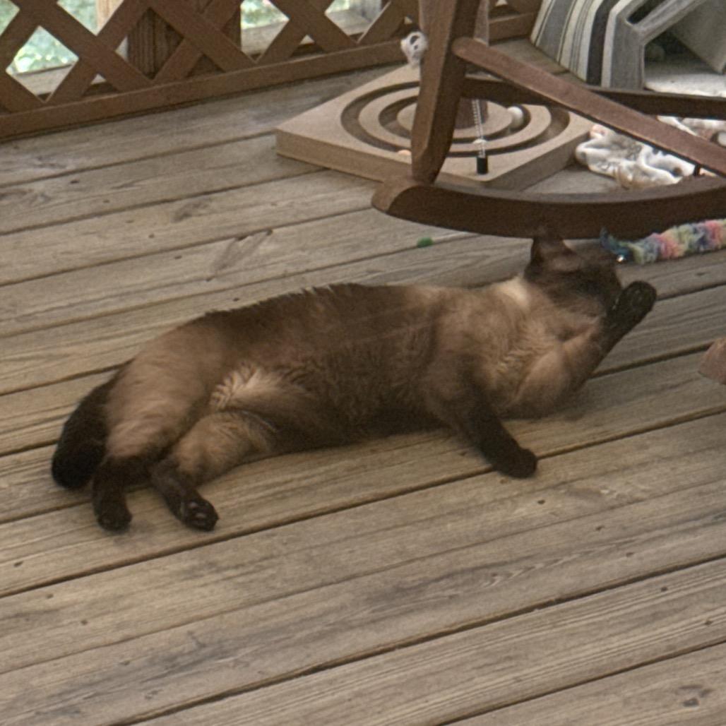 Homey, Adoptable, Adult Male Siamese & Domestic Short Hair.