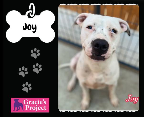Joy, an adopted Pit Bull Terrier in Boise, ID_image-1
