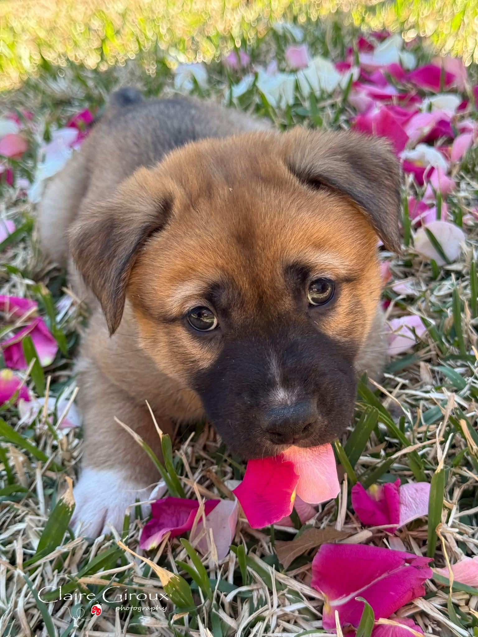 Enlarge Beaver, a ADOPTABLE Mixed Breed in Carrollton, TX image 1/1