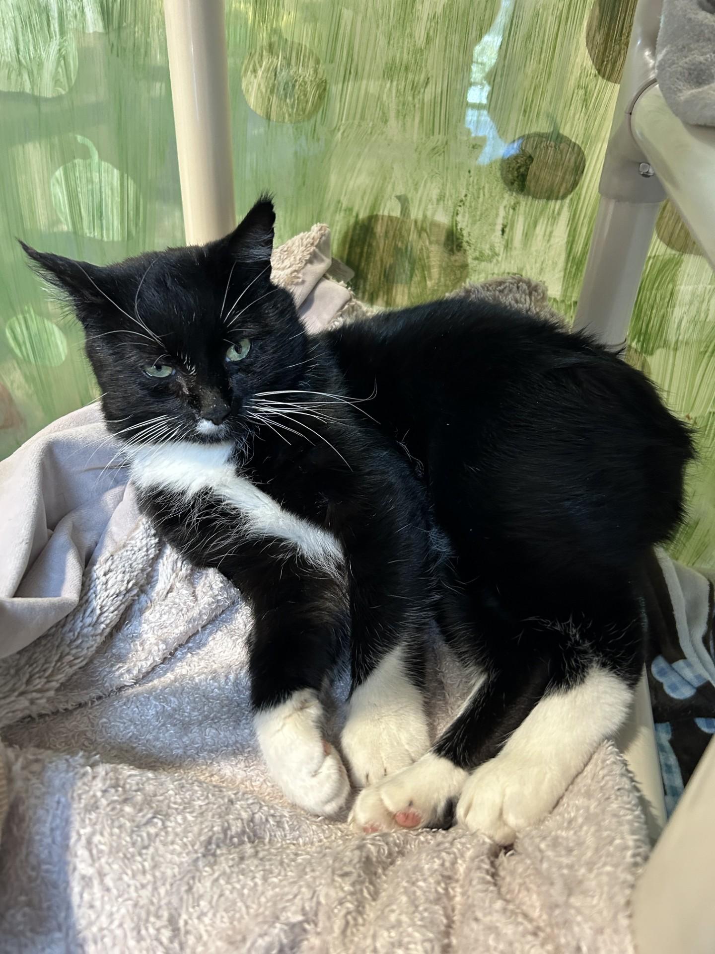 Loki, adoptable, Adult Male Domestic Short Hair.