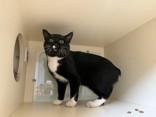 Loki, an adoptable Domestic Short Hair in Hamilton, MT image 2/3