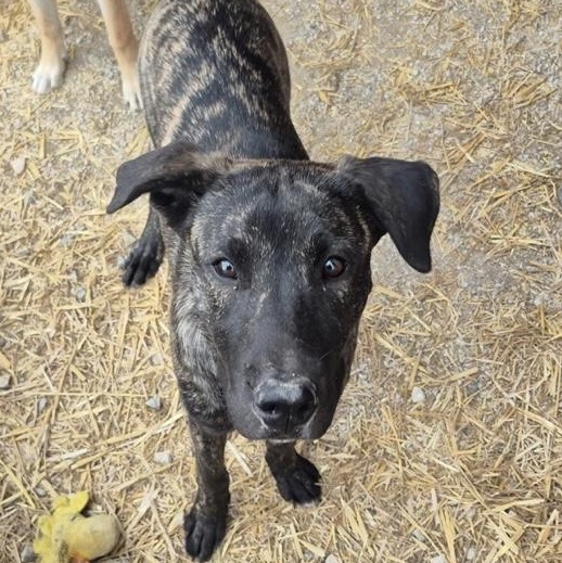 Desi, ADOPTABLE, Puppy Female Labrador Retriever & Shepherd.