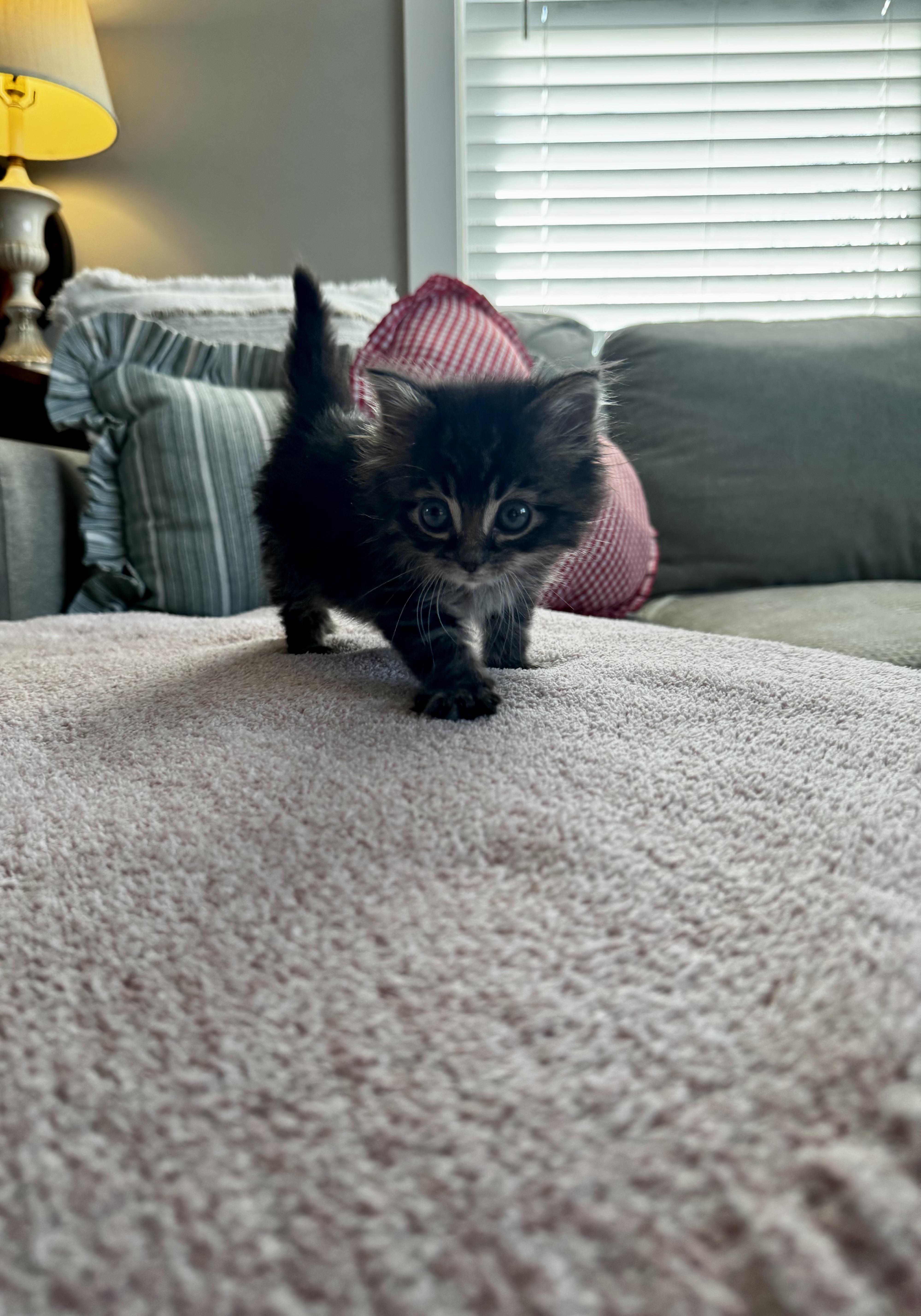 Staple, Adopted, Young Male Domestic Long Hair.