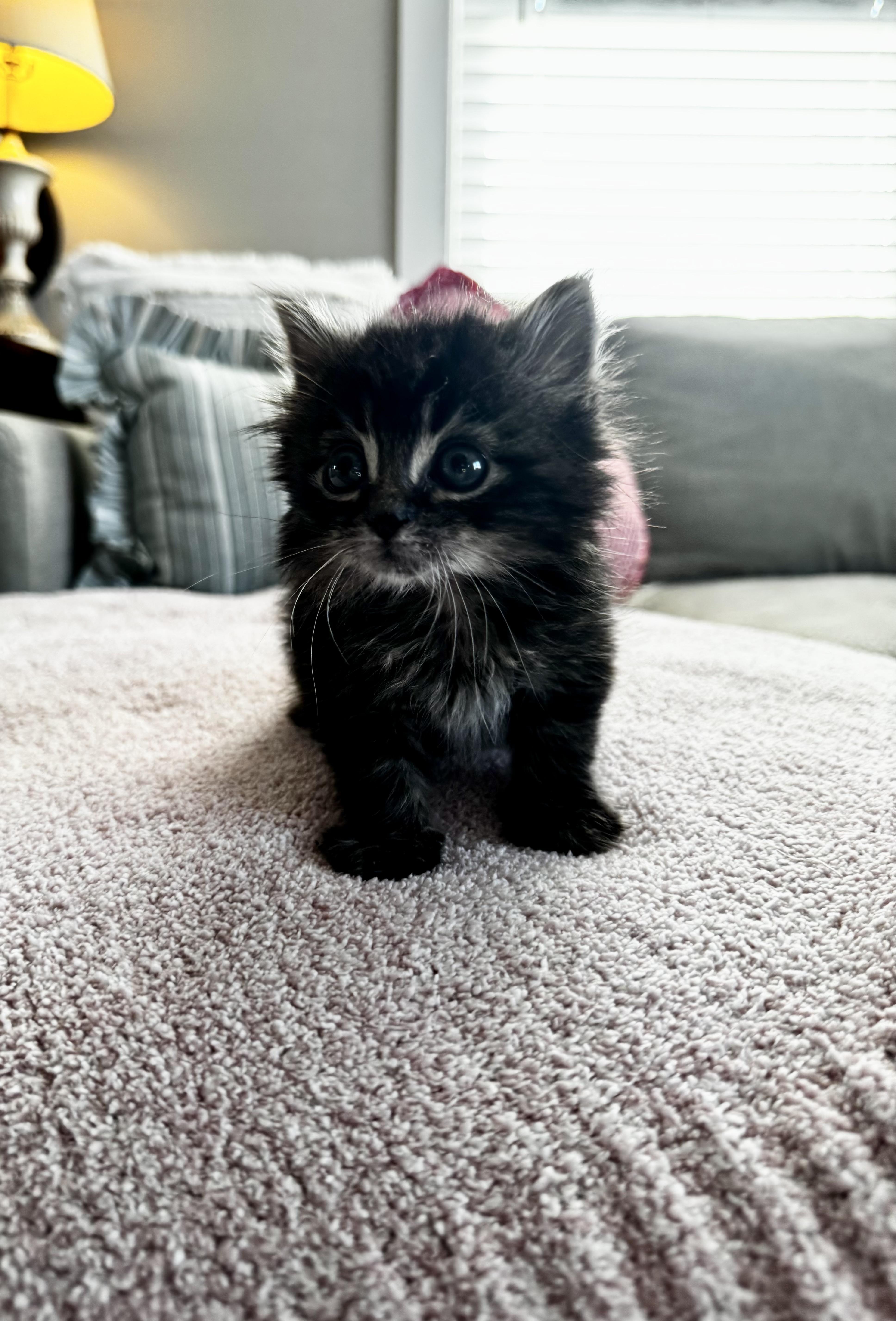 Staple, a Adopted Domestic Long Hair in Knoxville, TN image 2/2