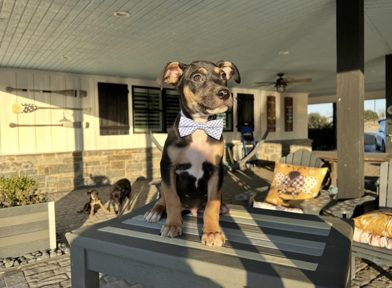 Enlarge Carlson, an adopted mixed breed in West Islip, NY image 2/5