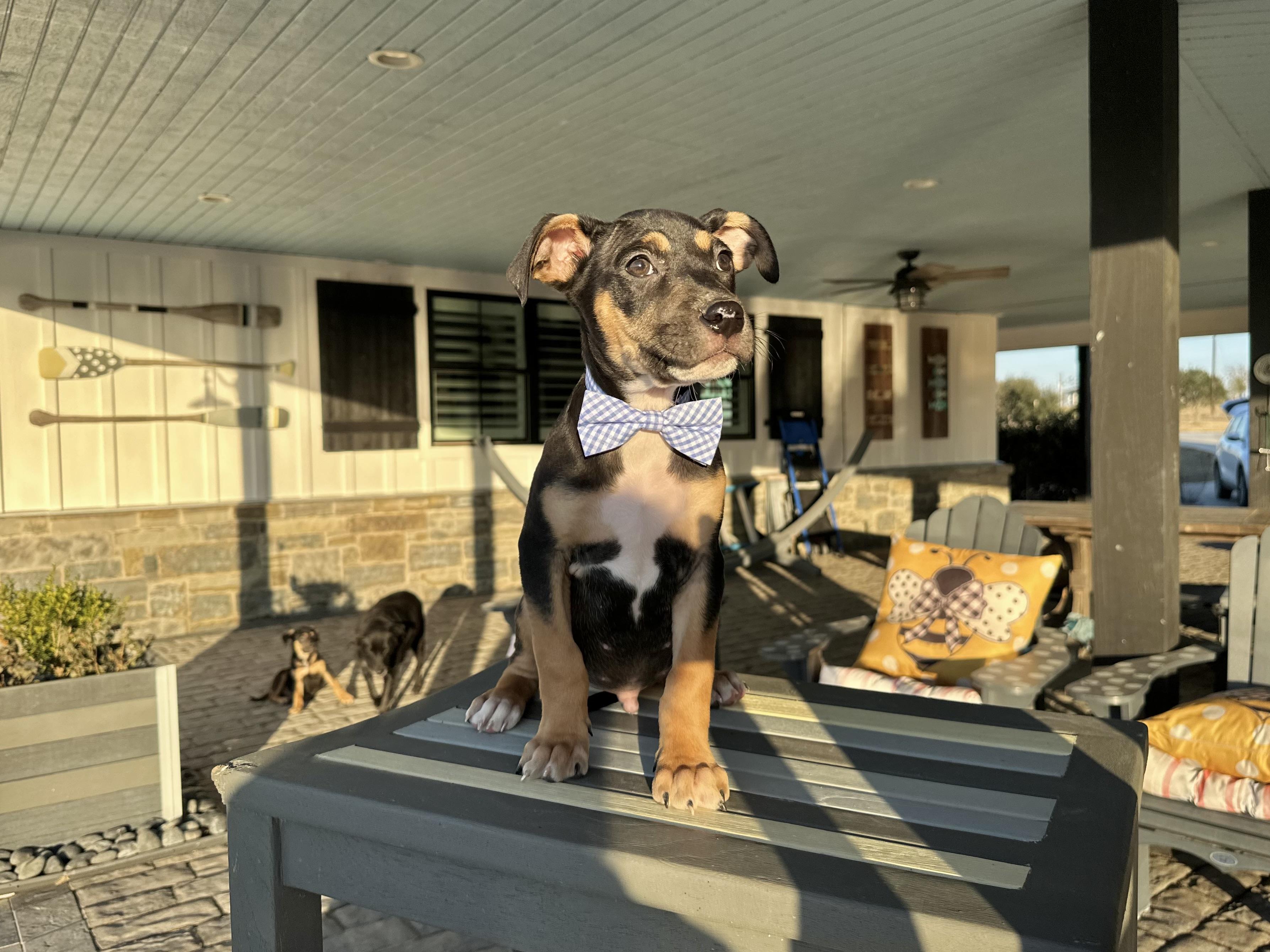 Enlarge Carlson, an adopted mixed breed in West Islip, NY image 4/5