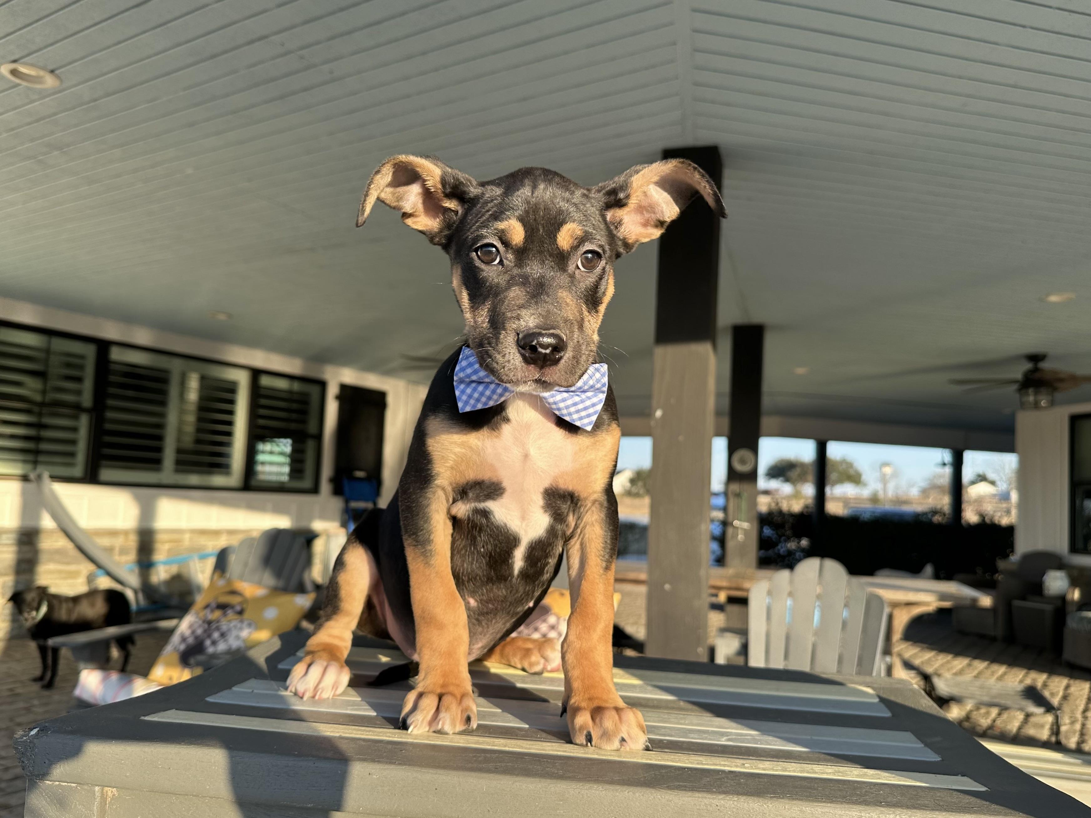 Enlarge Carlson, an adopted mixed breed in West Islip, NY image 1/5