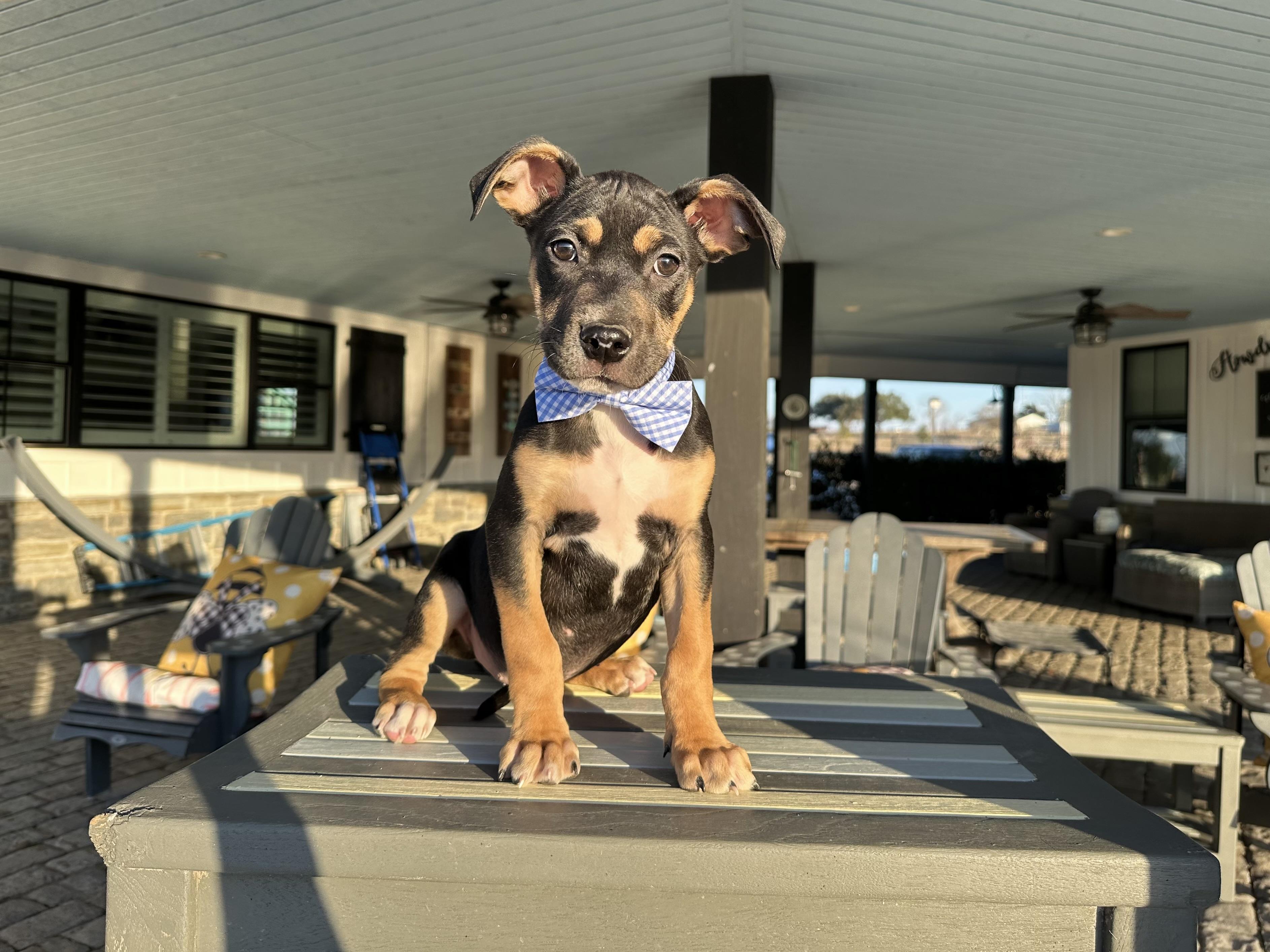 Enlarge Carlson, an adopted mixed breed in West Islip, NY image 3/5