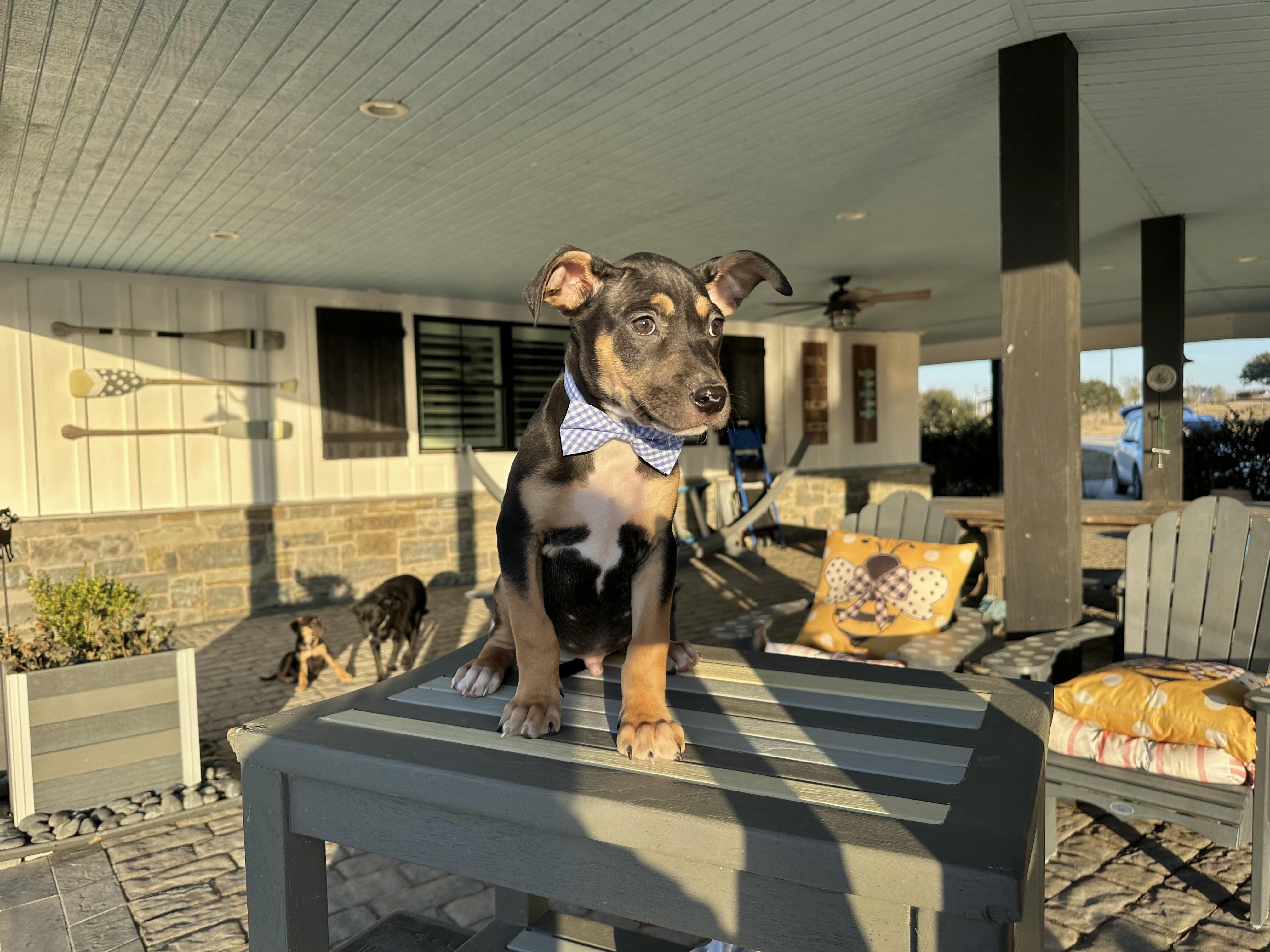 Enlarge Carlson, an adopted mixed breed in West Islip, NY image 5/5