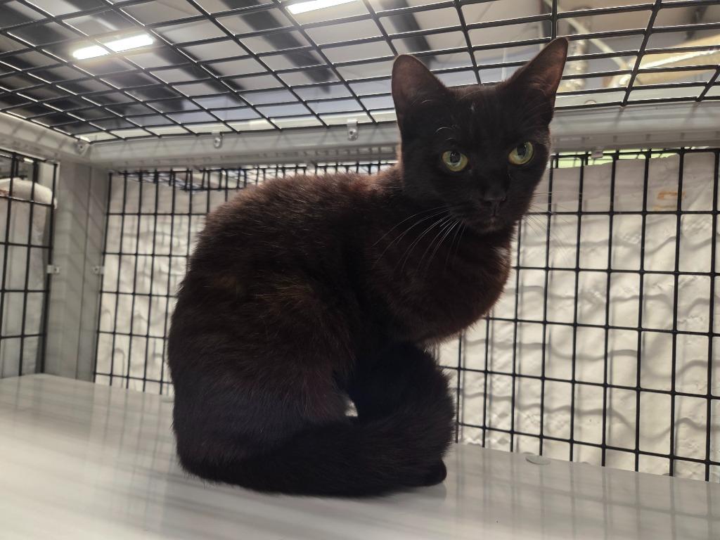 Red Leaf Lettuce, Adoptable, Kitten Female Domestic Short Hair.