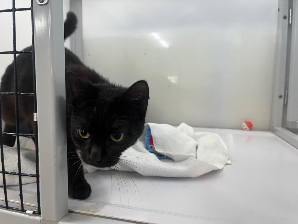 Red Leaf Lettuce, Adoptable, Kitten Female Domestic Short Hair.