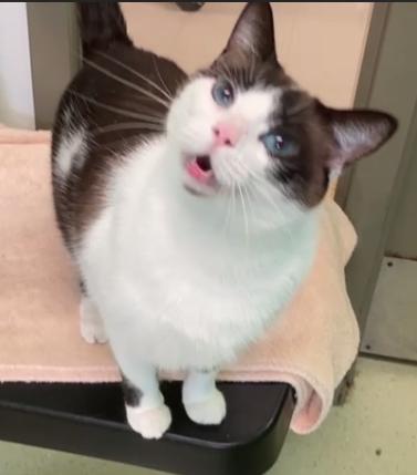 Enlarge Guinevere, an adopted Applehead Siamese in Cincinnati, OH image 2/3