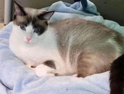 Guinevere, adopted, Young Female Applehead Siamese.