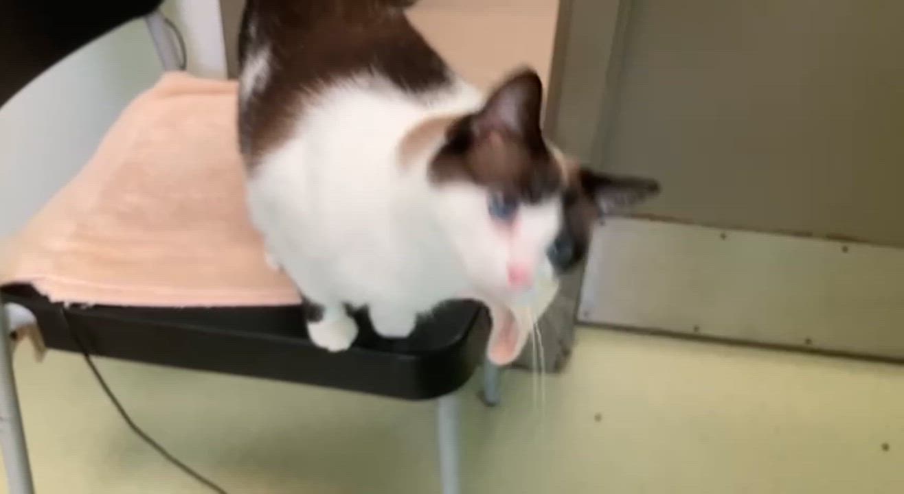 Enlarge Guinevere, an adopted Applehead Siamese in Cincinnati, OH video 3/3