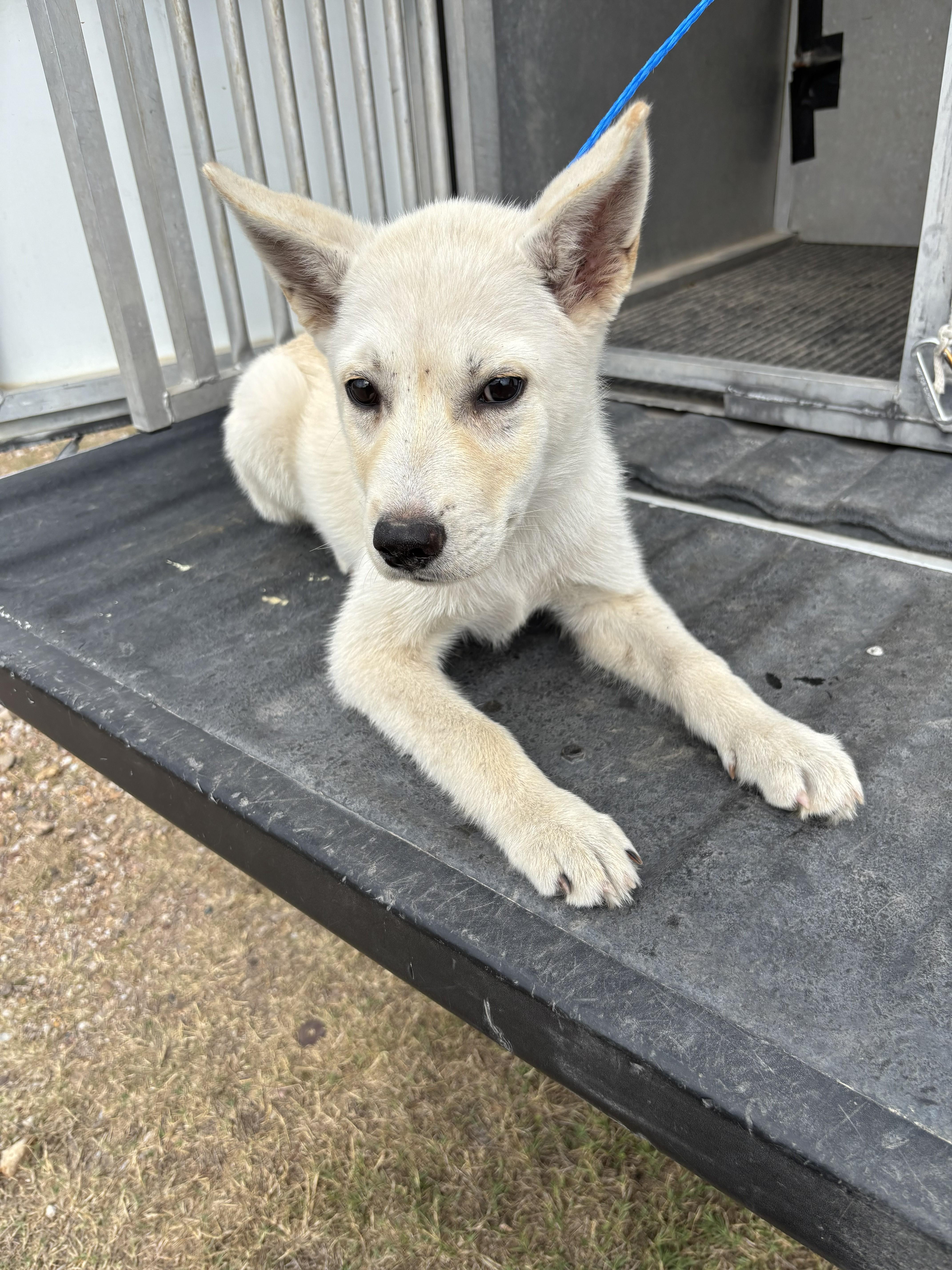 Corbin - Tagged4Rescue, adopted, Young Male Husky.