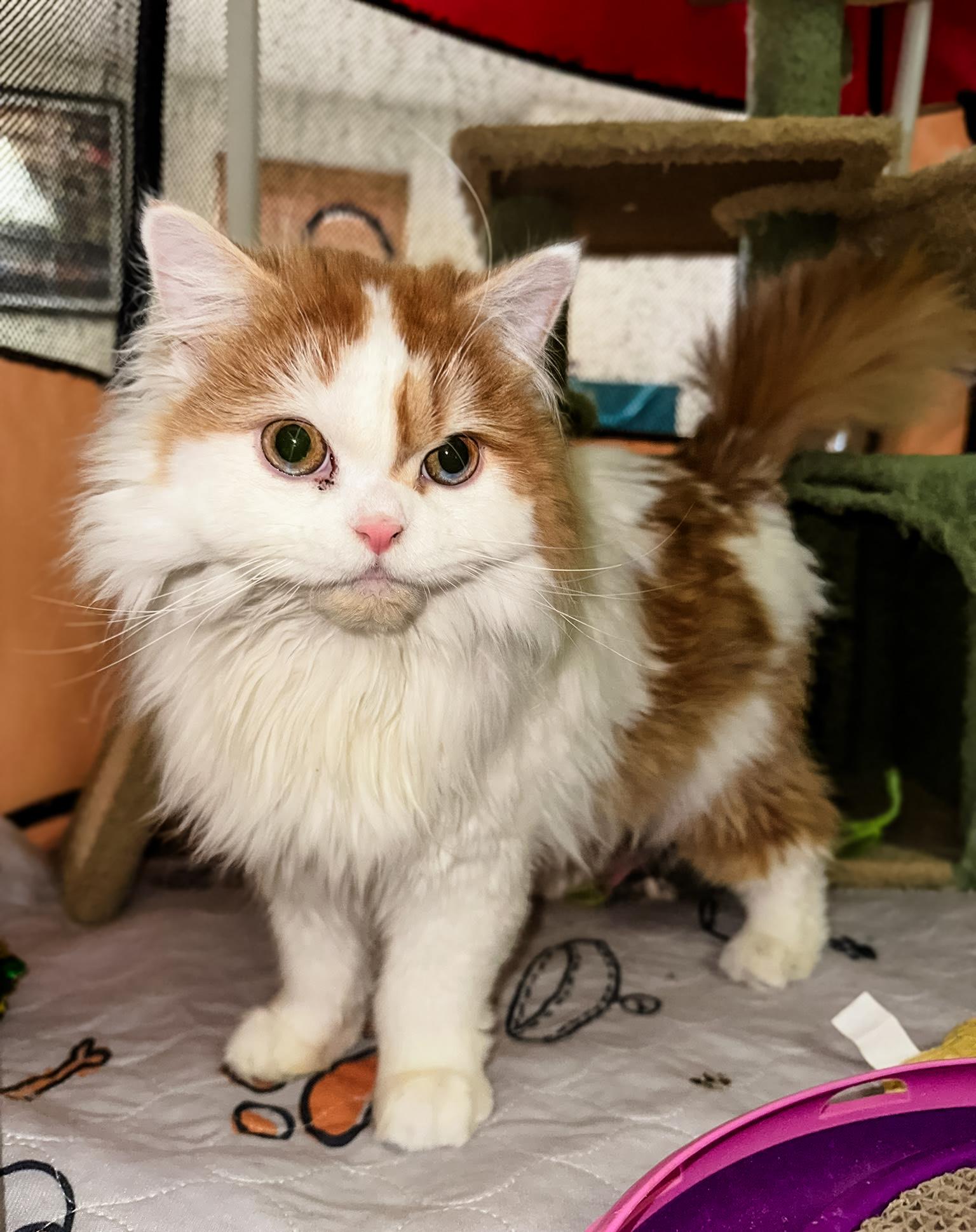 Enlarge WINSTON, a ADOPTABLE Scottish Fold in Philadelphia, PA image 4/5