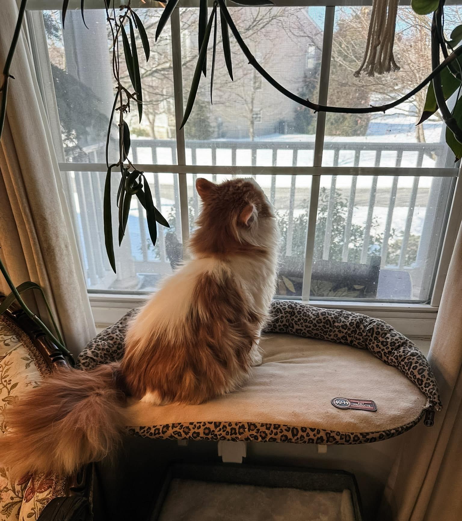 Enlarge WINSTON, a ADOPTABLE Scottish Fold in Philadelphia, PA image 3/5