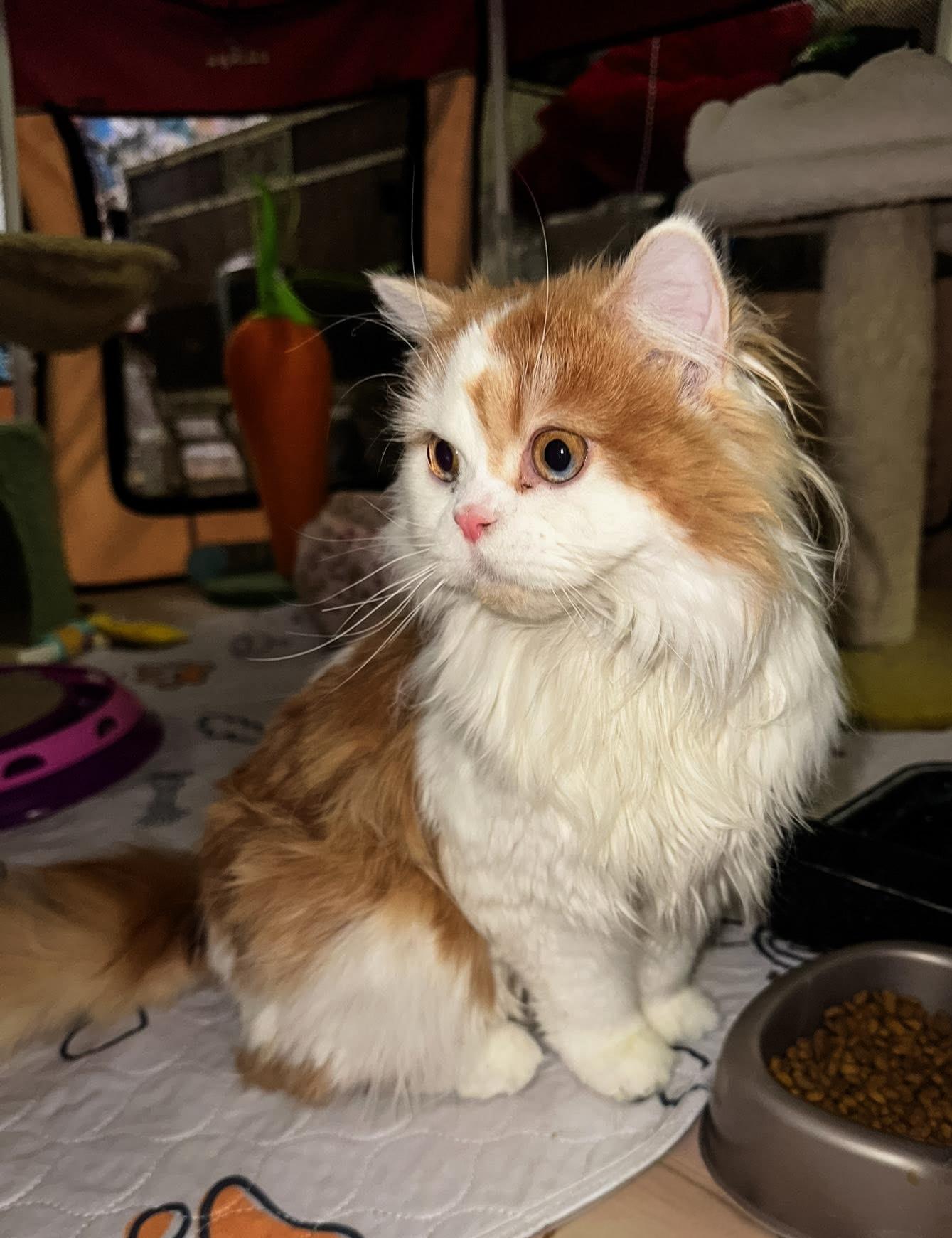 Enlarge WINSTON, a ADOPTABLE Scottish Fold in Philadelphia, PA image 5/5