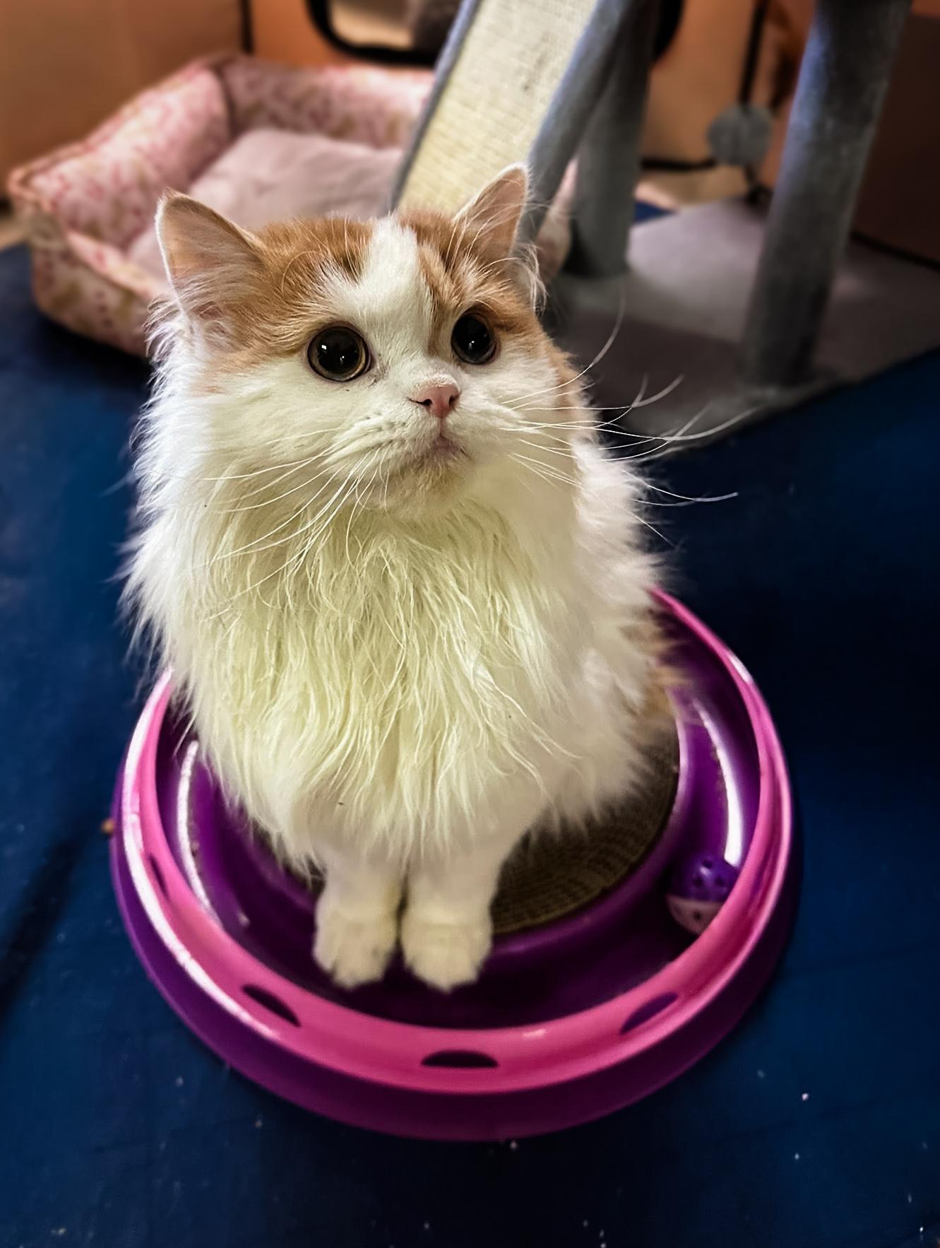 Enlarge WINSTON, a ADOPTABLE Scottish Fold in Philadelphia, PA image 1/5